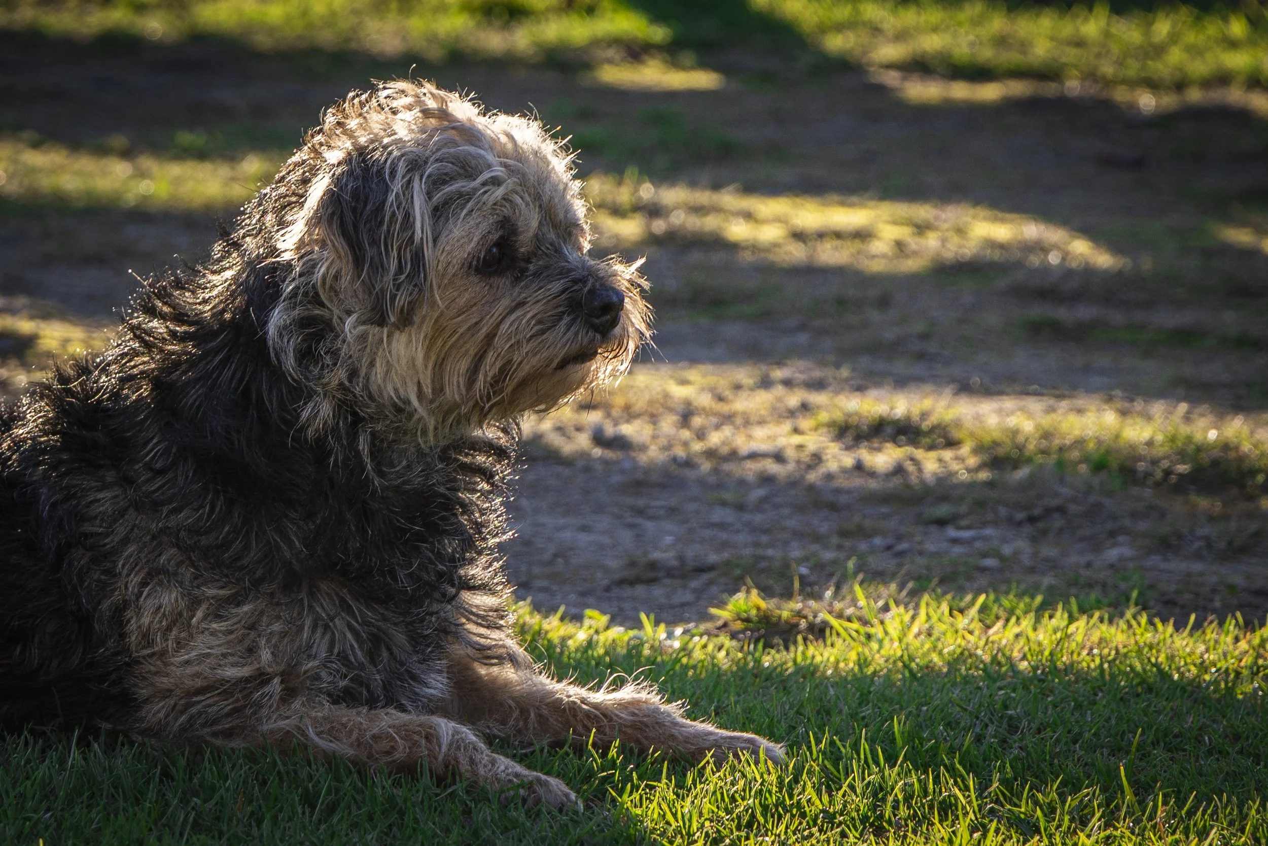 Dusty (30 of 1).jpg