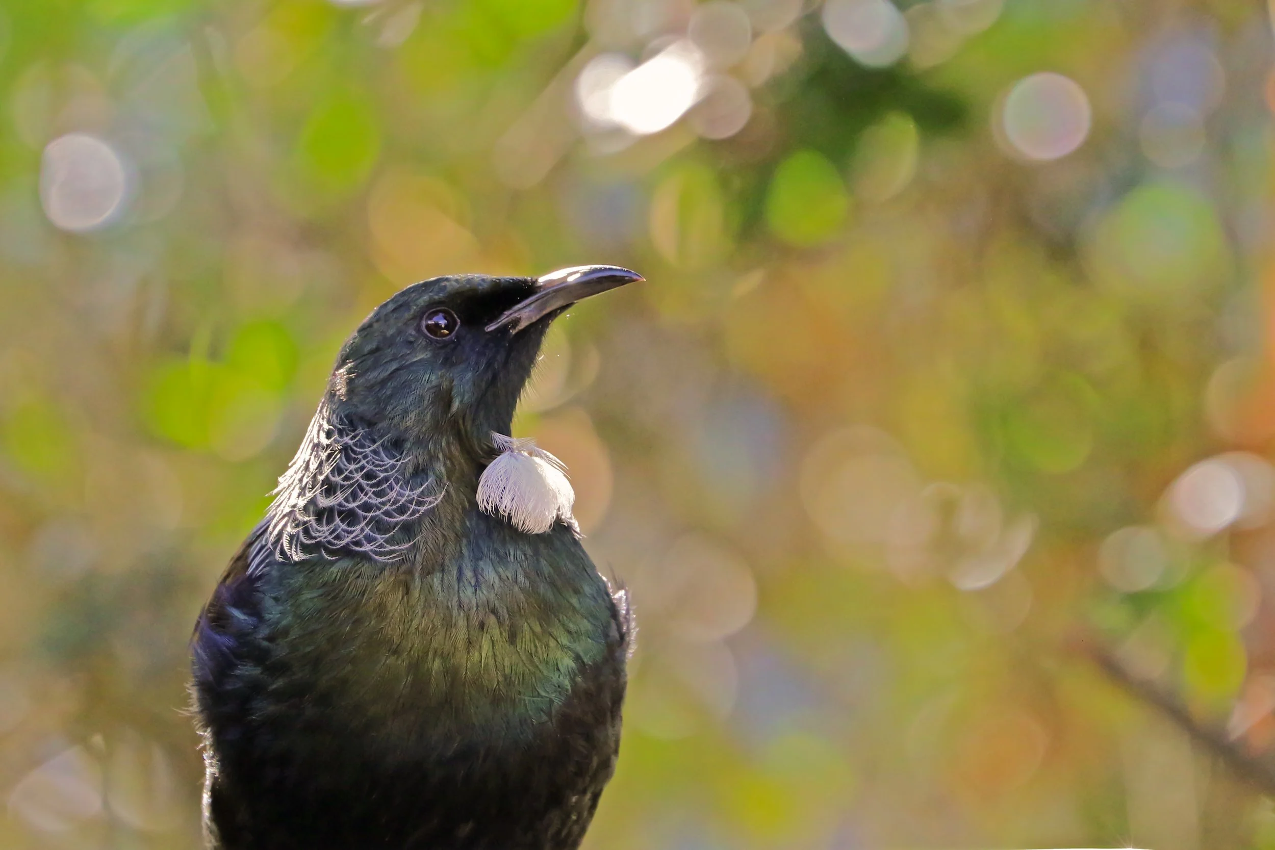 tui may 29 in light.jpg