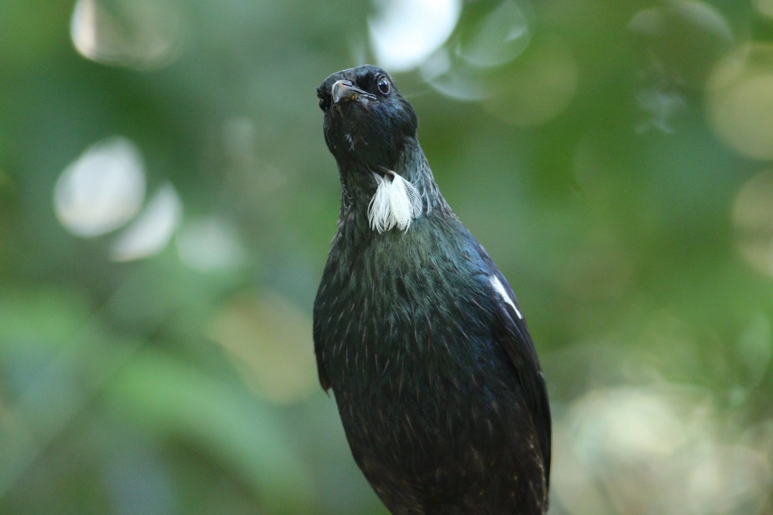 Tui have the most unusual expression, they may be curious, trying to be brave or ward off a potential food snitcher!