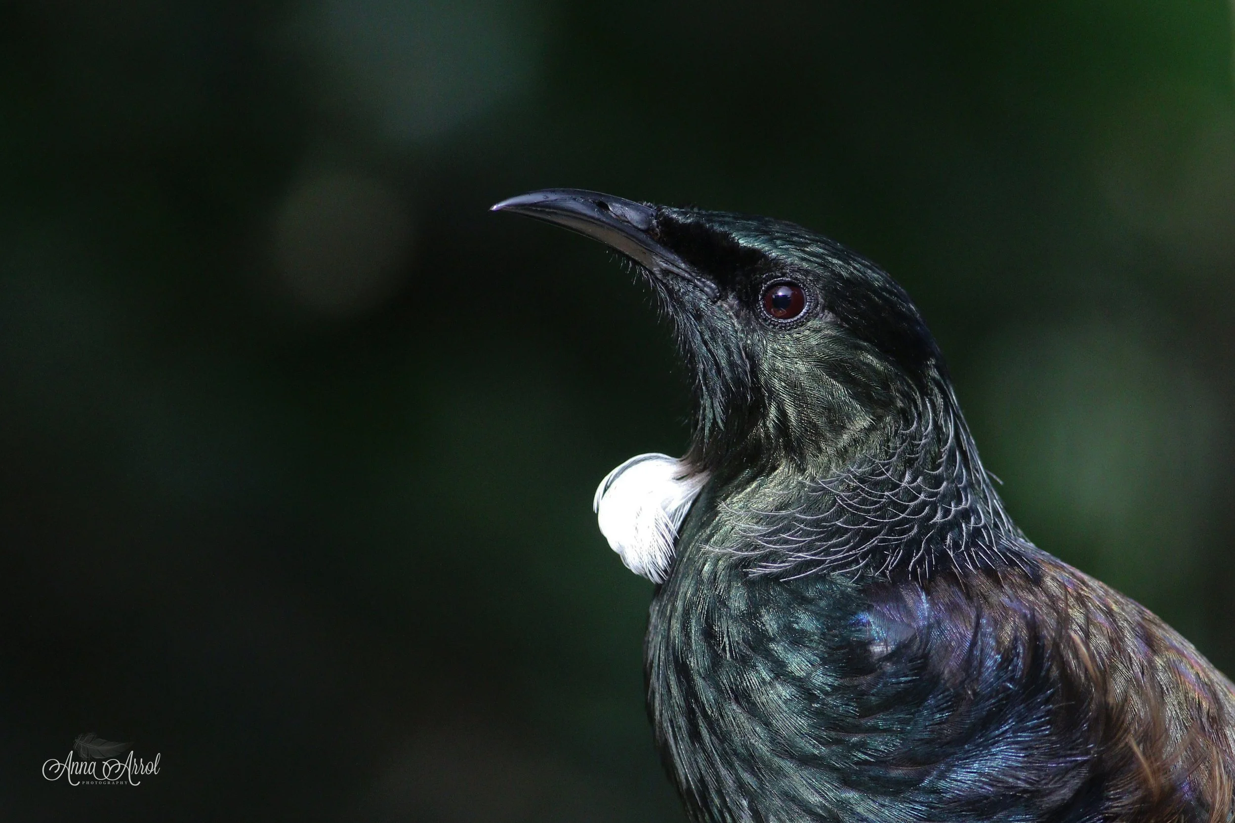 tui head shot 2 s.jpg