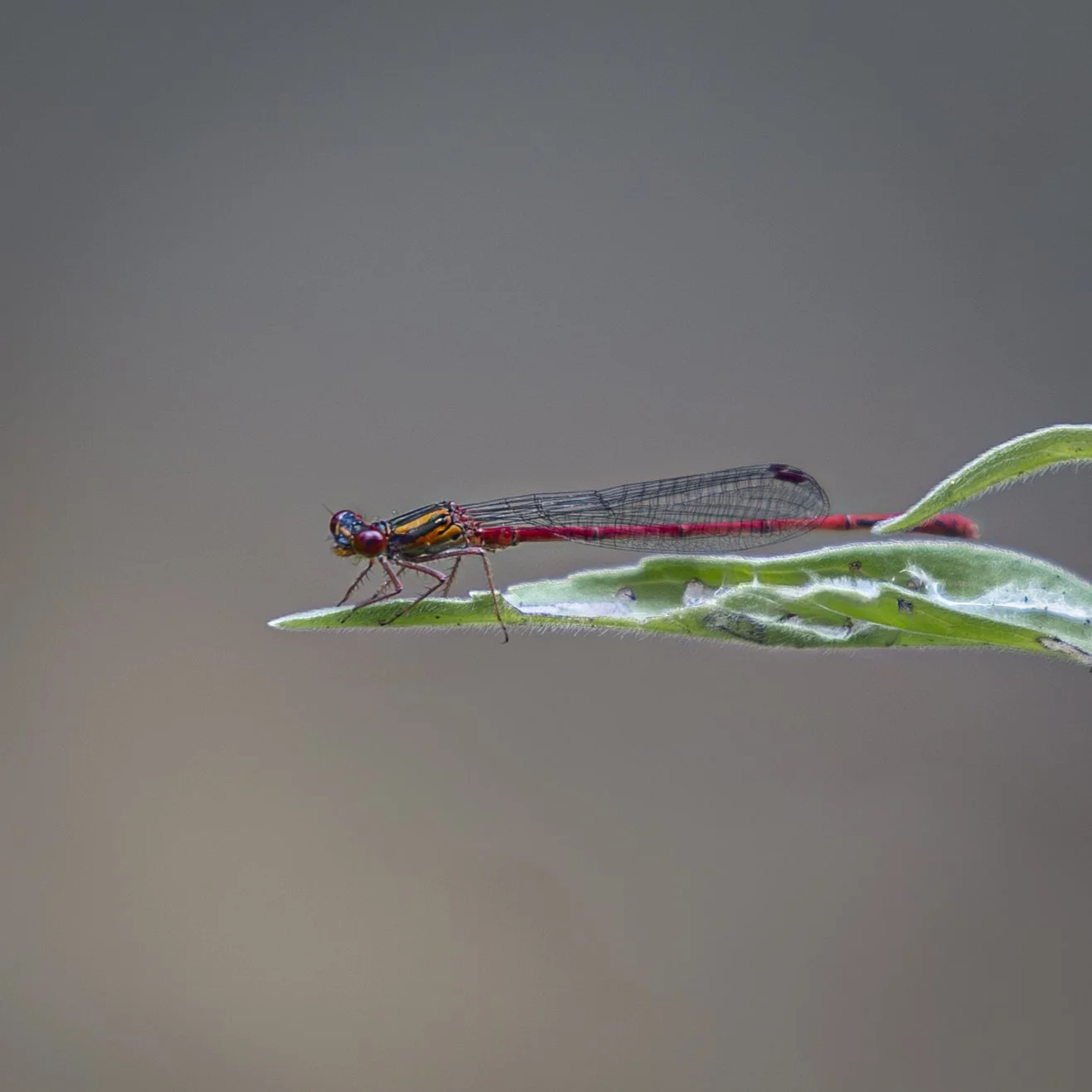 Lucas Creek Albany-5.jpg