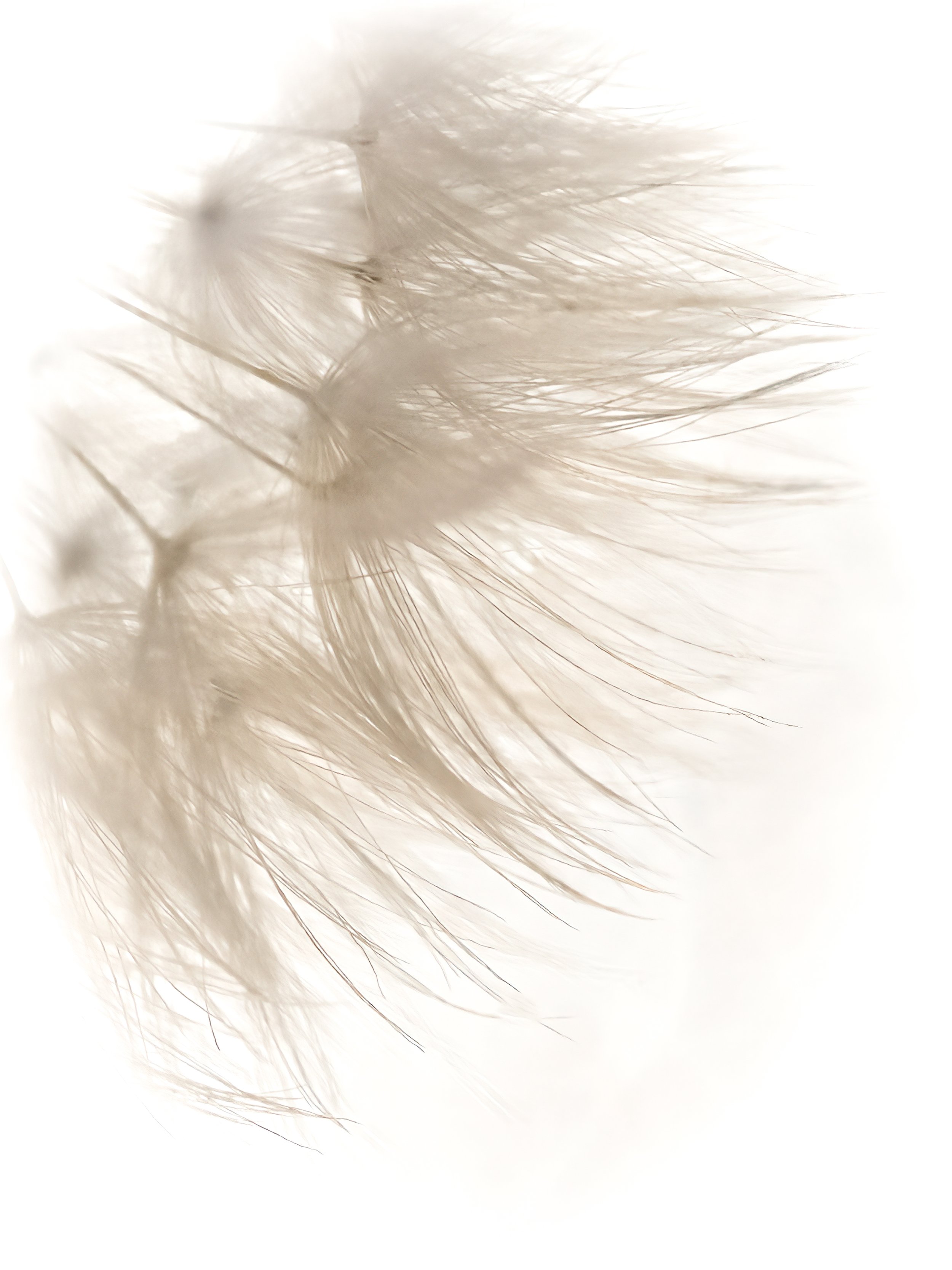 Dandy Dec 3 2025-41-2.jpg