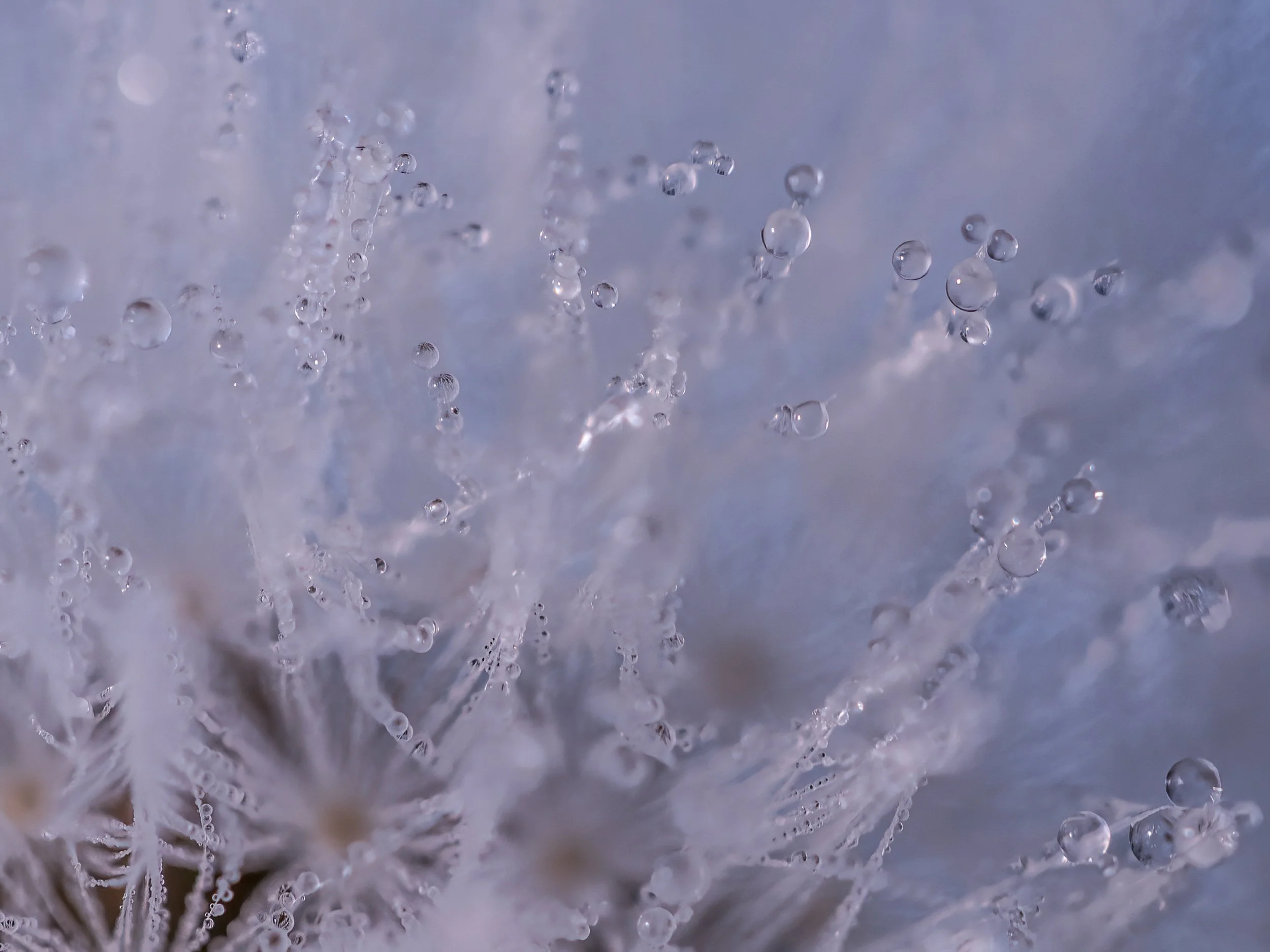 Dandy Dec 3 2025-42.jpg