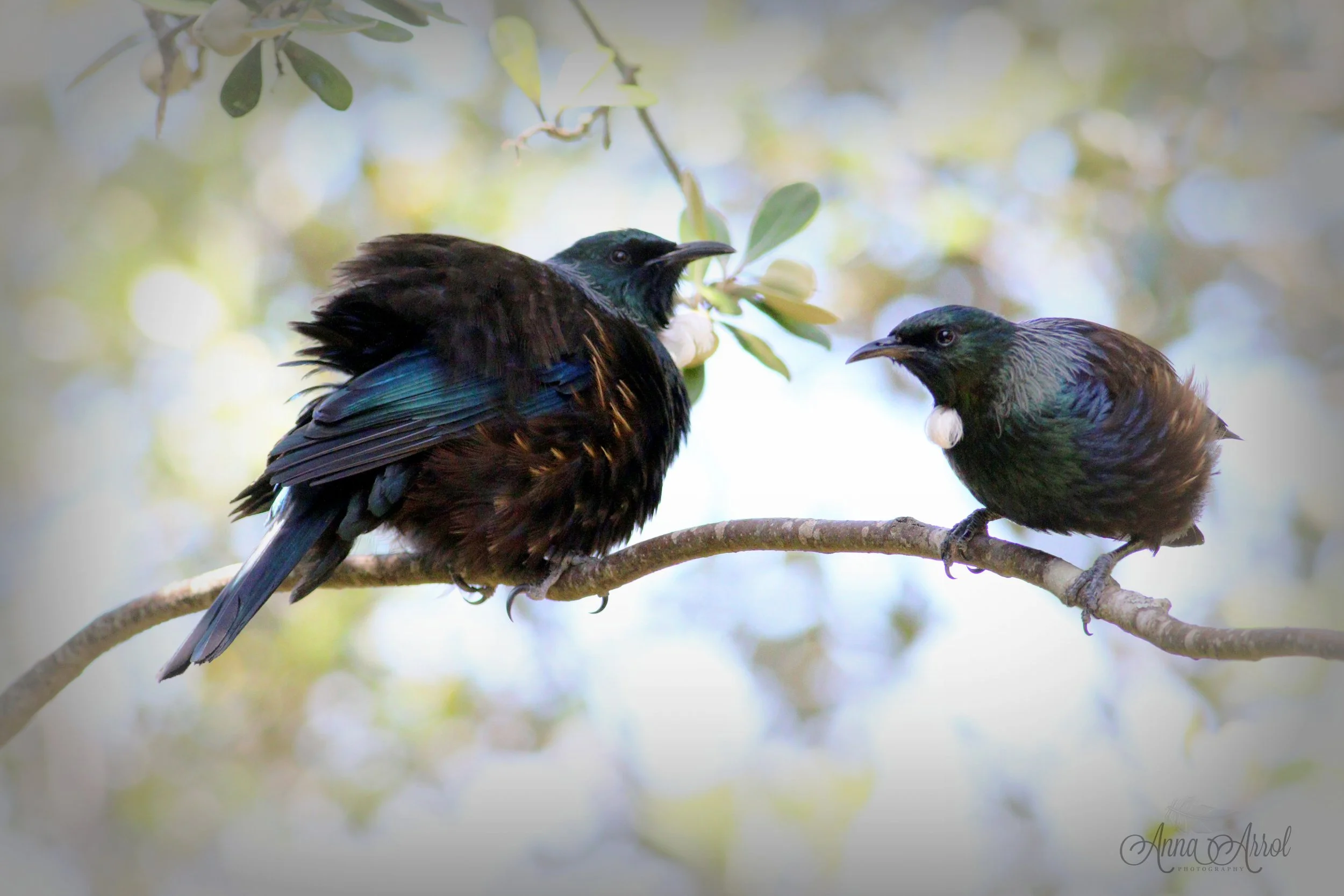 tui on a tree s x.jpg