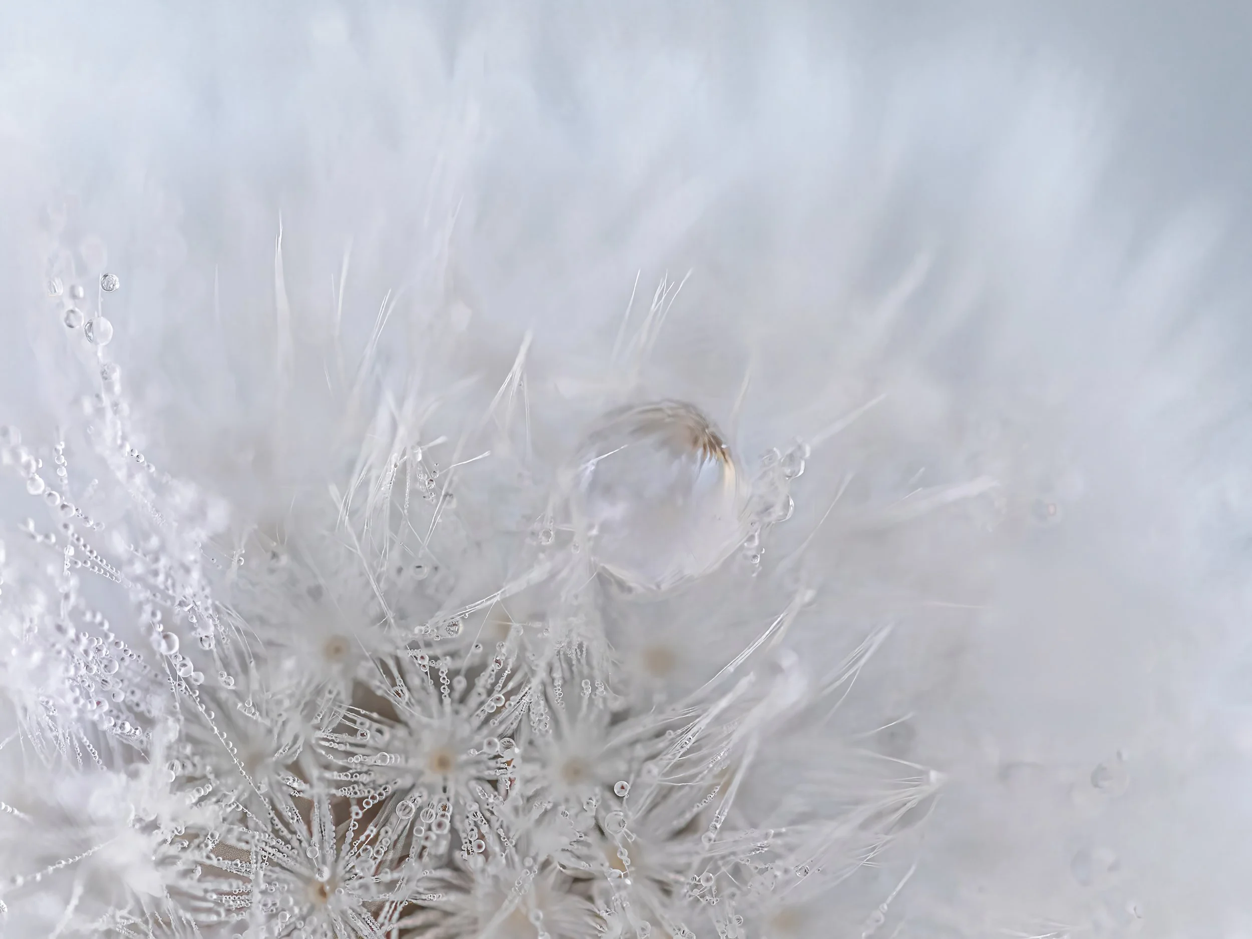 Dandy Dec 3 2025-40.jpg