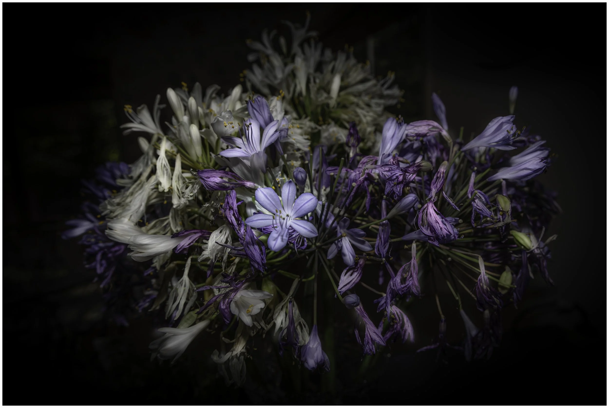 Last petals framed.jpg