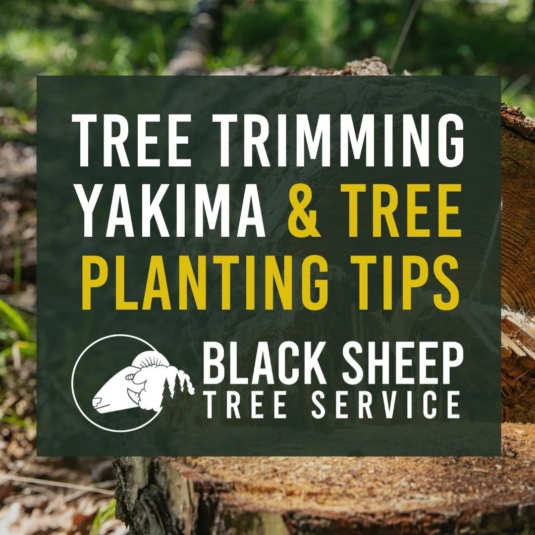 Tree Trimming Yakima &amp; Tree Planting Tips