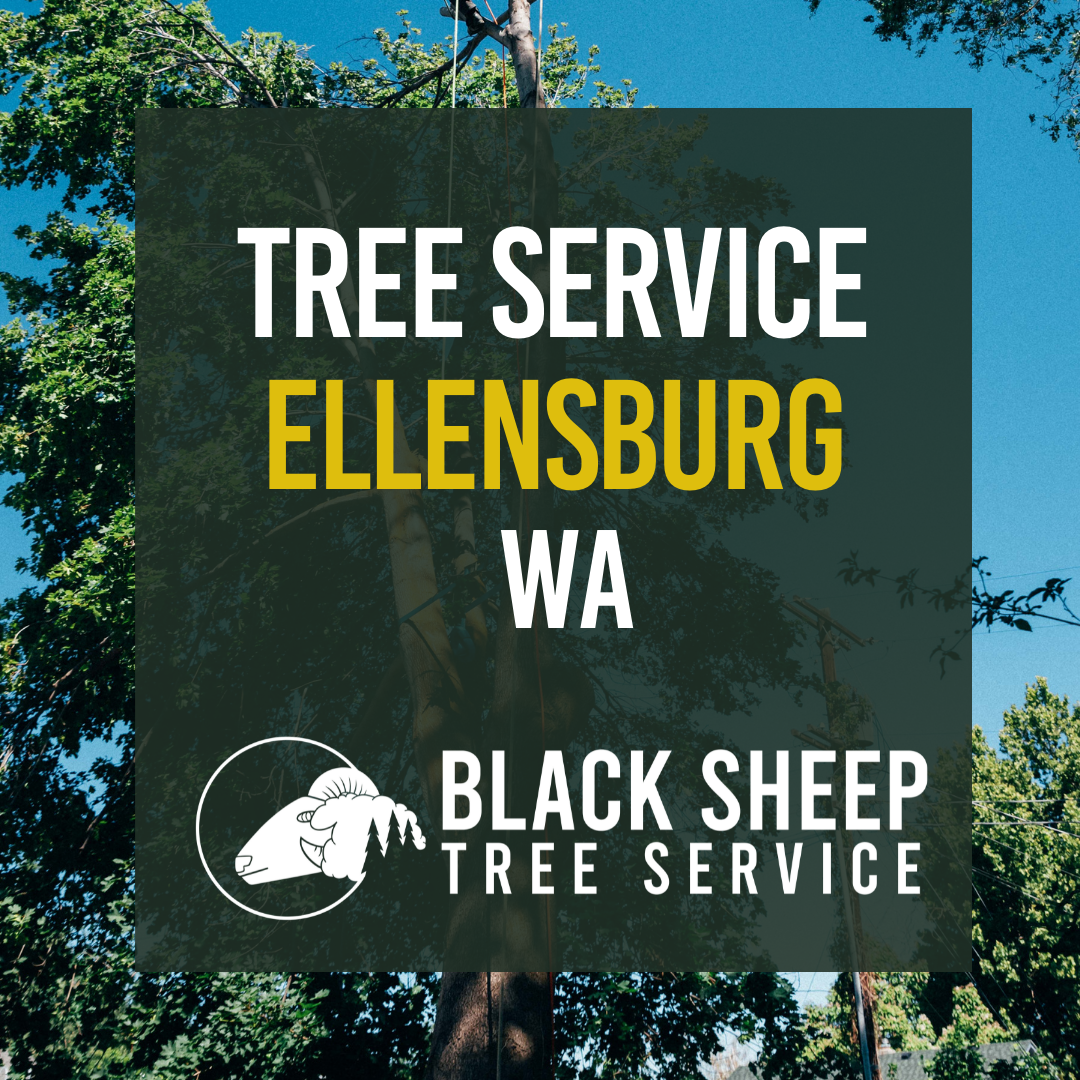 Tree Service Ellensburg, WA