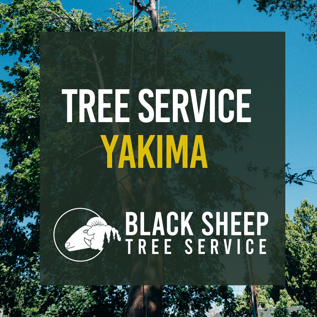 Tree Service Yakima