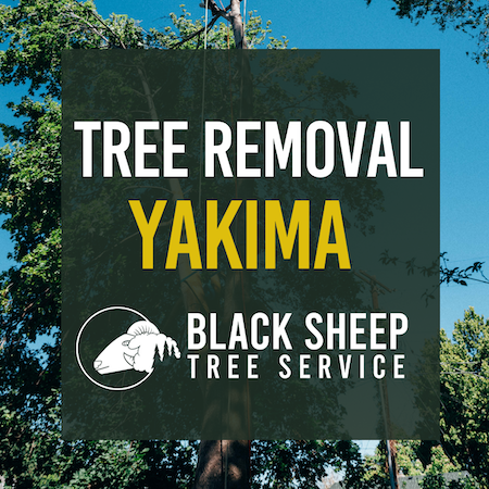 Tree Removal, Yakima