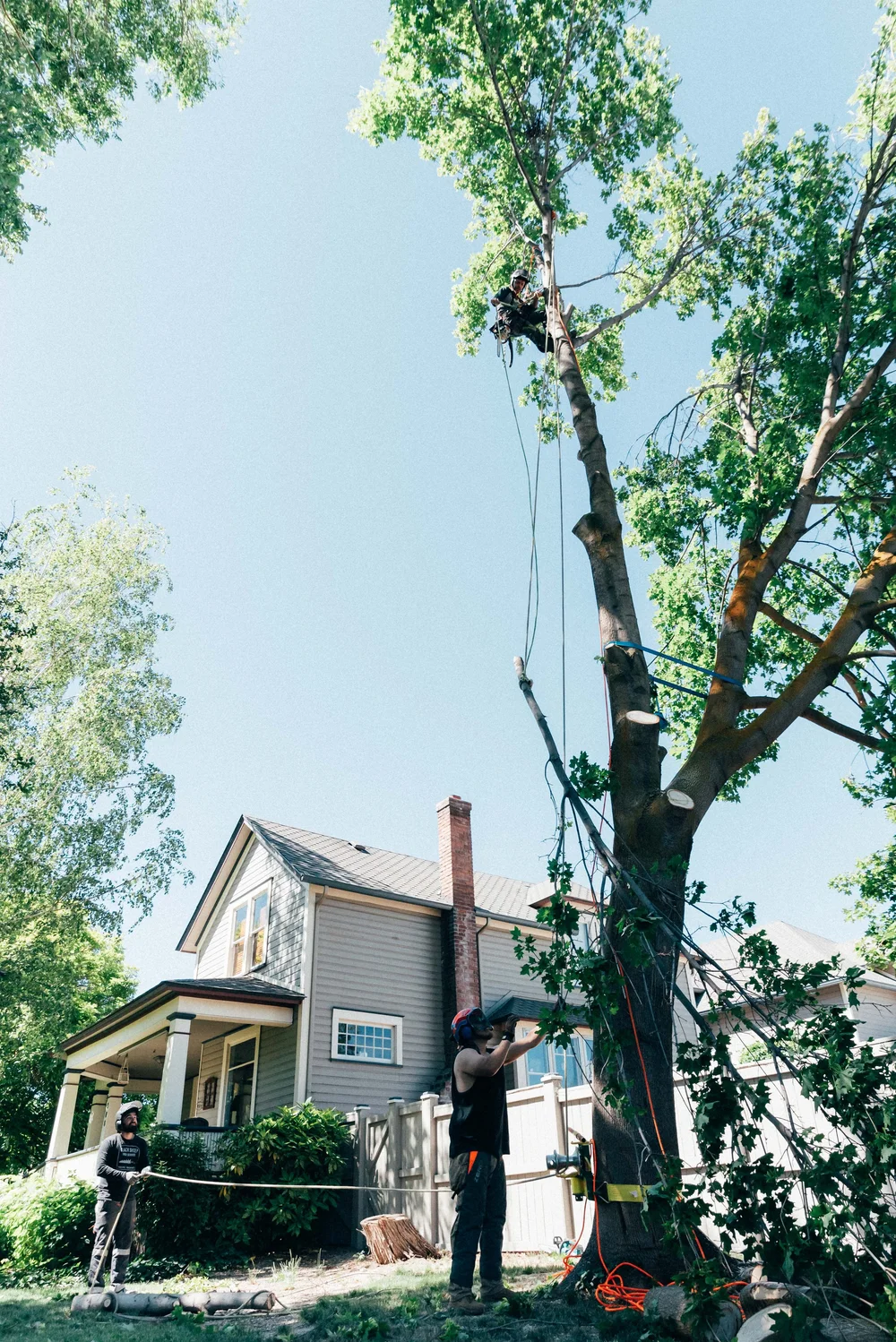 Black Sheep Tree Service | Schedule Tree Care Today