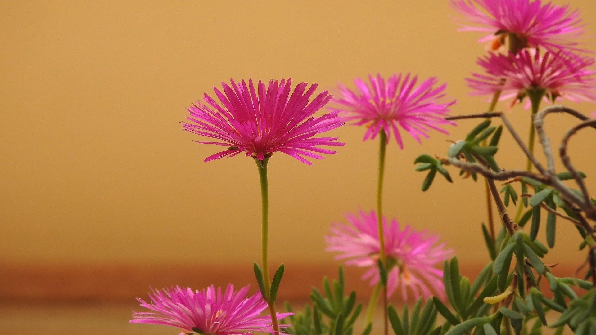 mariorossi-flower-5178615_1920.jpg