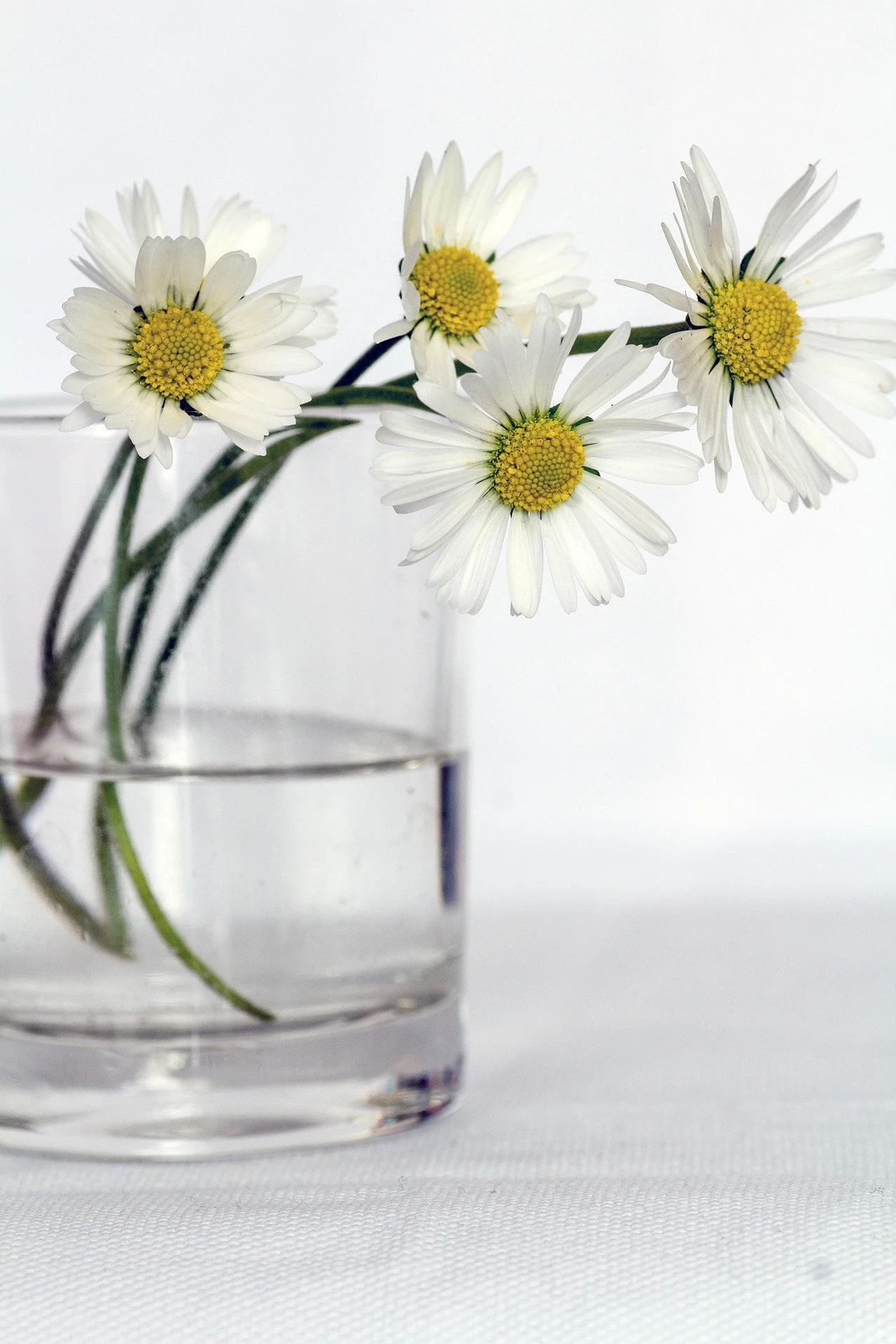 domeckopol-flowers-646637_1920.jpg