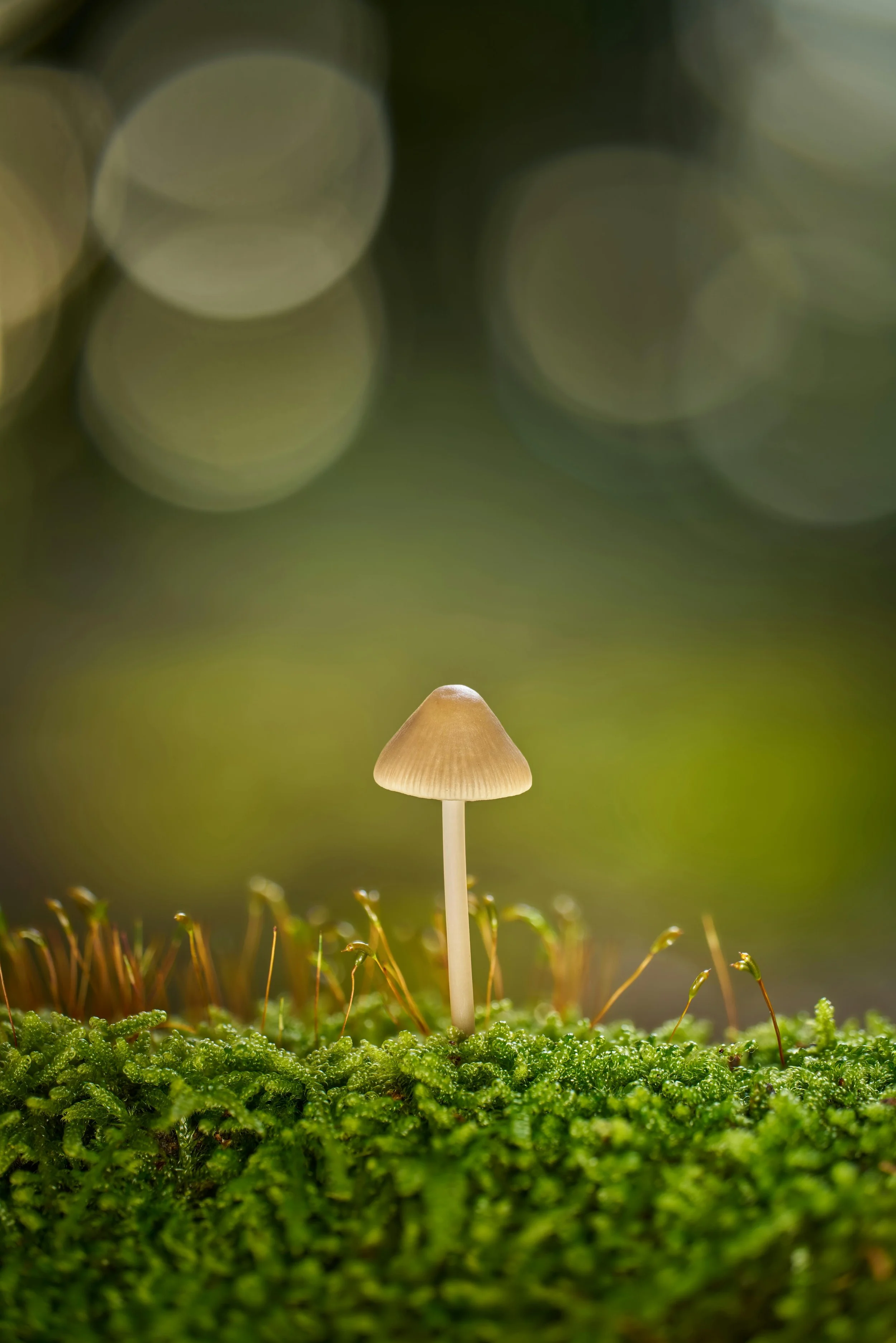 One Guided & Legal Psilocybin Journey