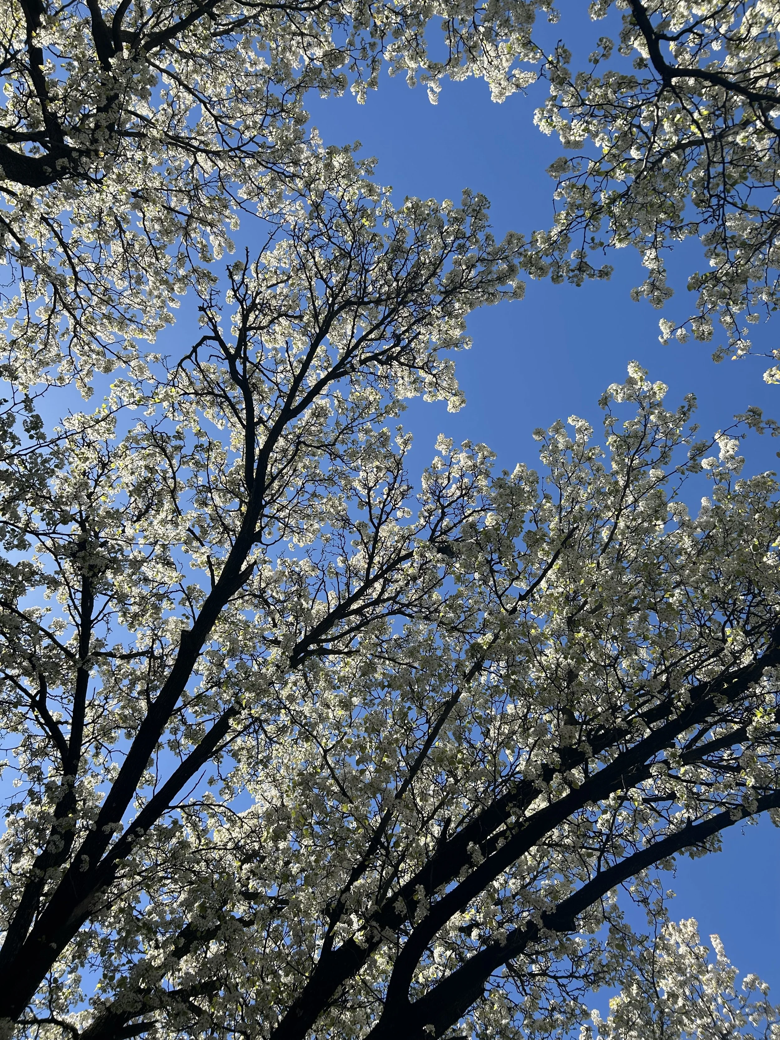 Nothing Happens When We Die