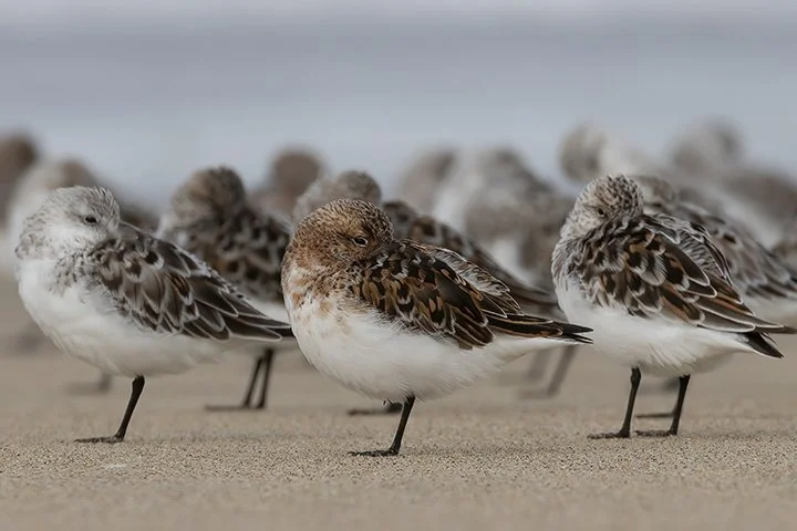 The Bolsa Chica Ecological Reserve — Amigos de Bolsa Chica