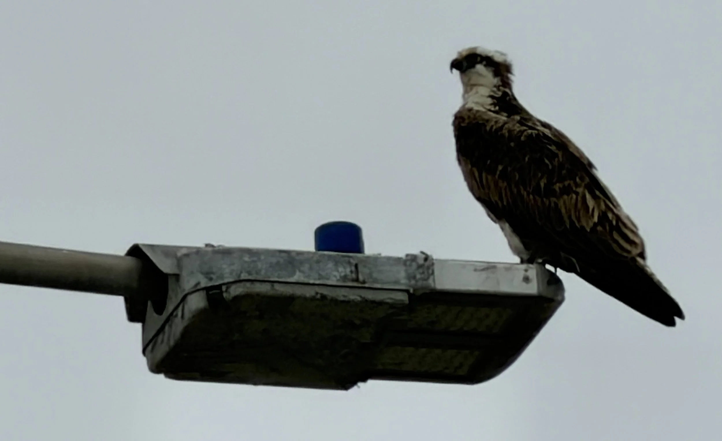 photo of Osprey