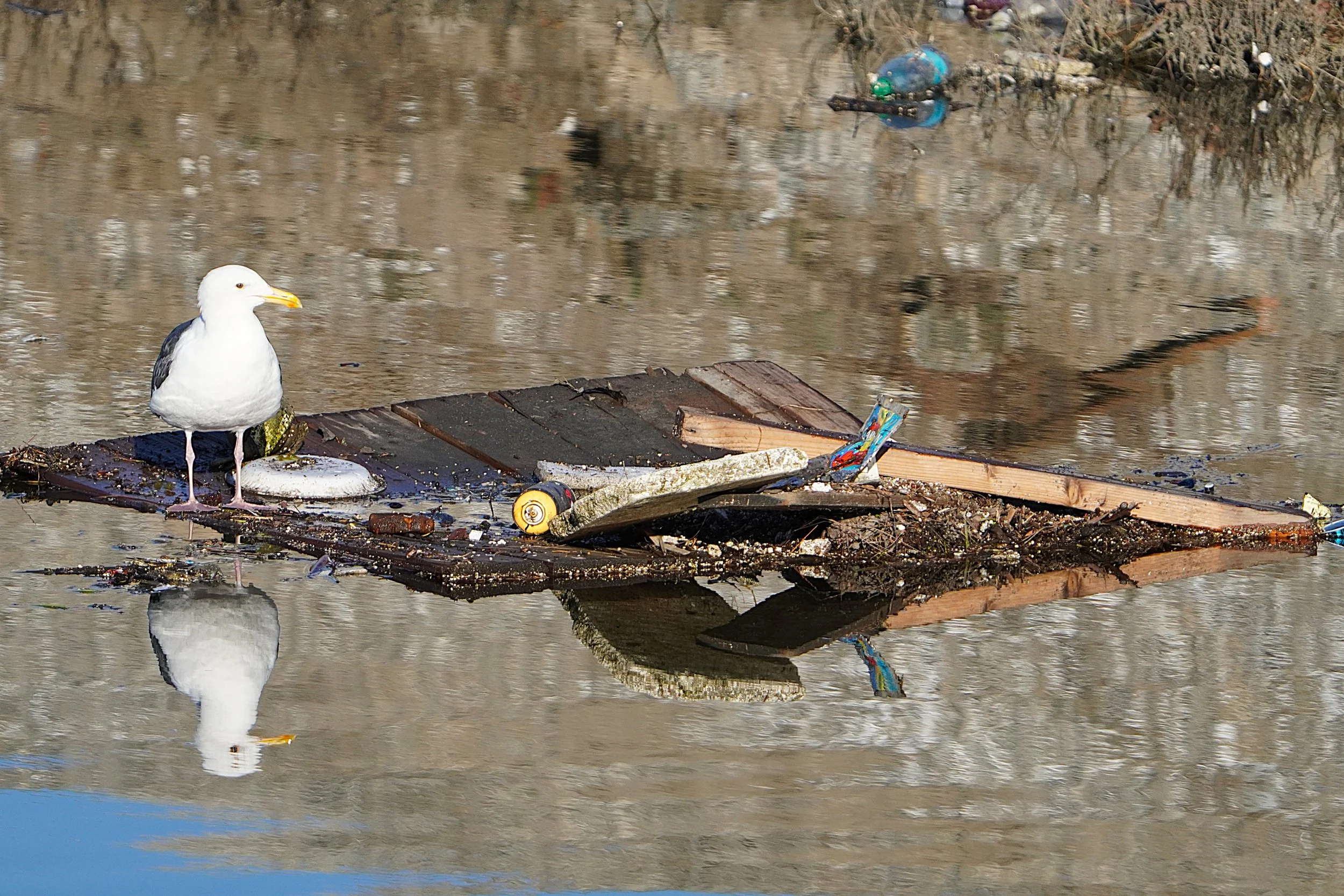 Western Gull on trash raft, Wintersburg Channel, 1-16-2026