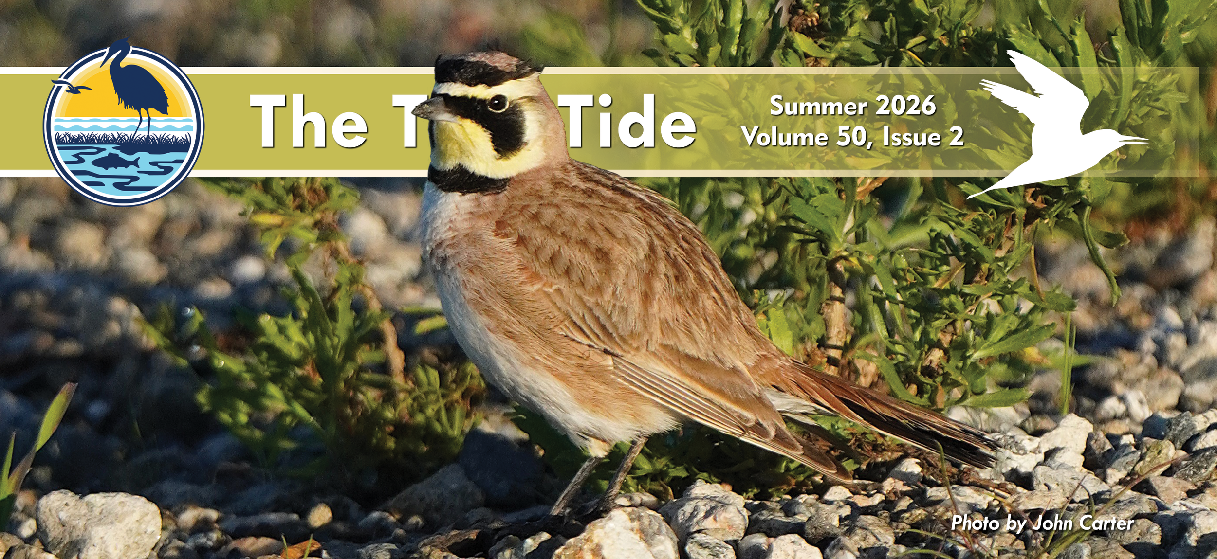 The Tern Tide Summer 2026 Volume 50 Issue 2
