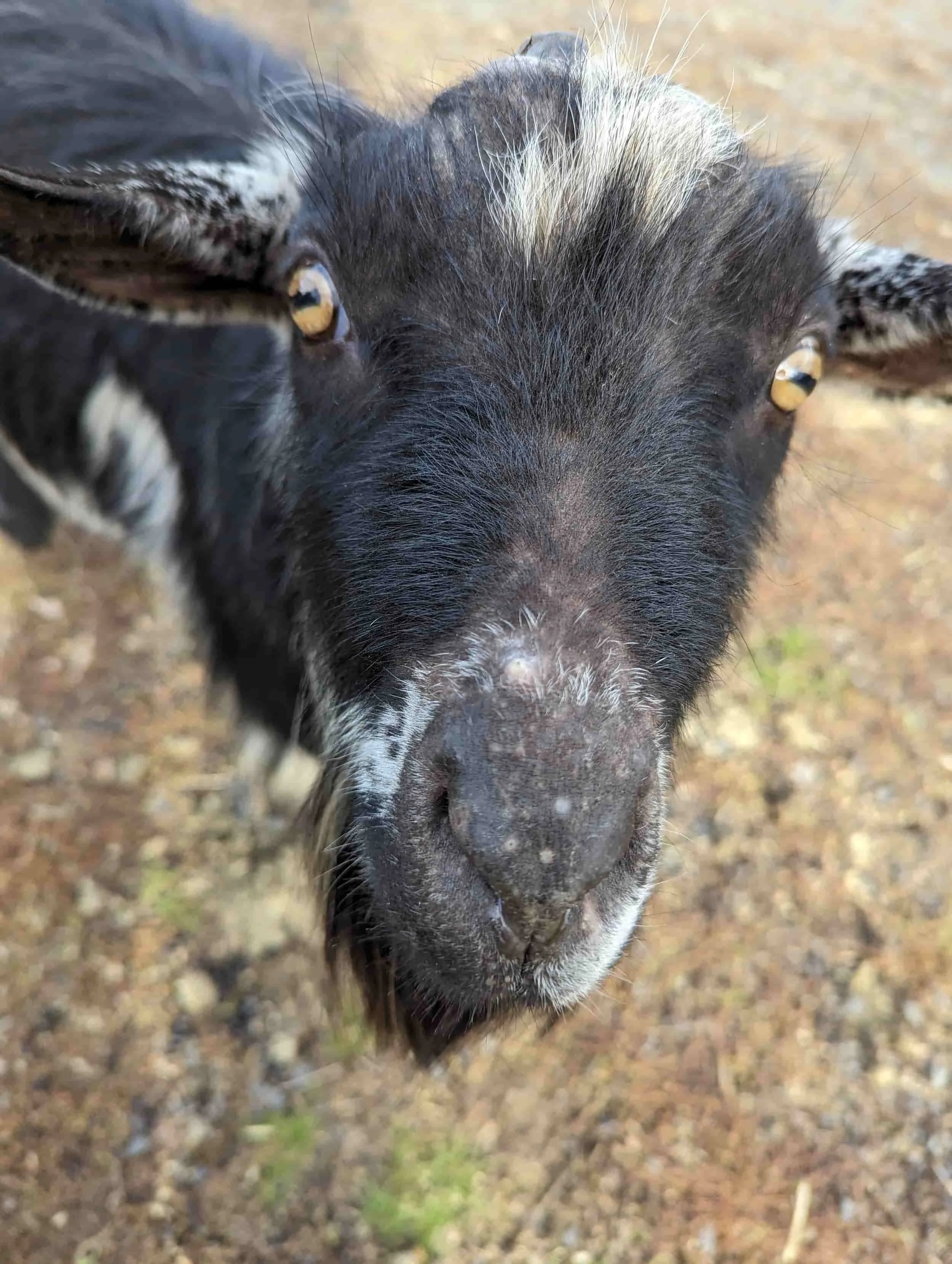 photo of a client's goat