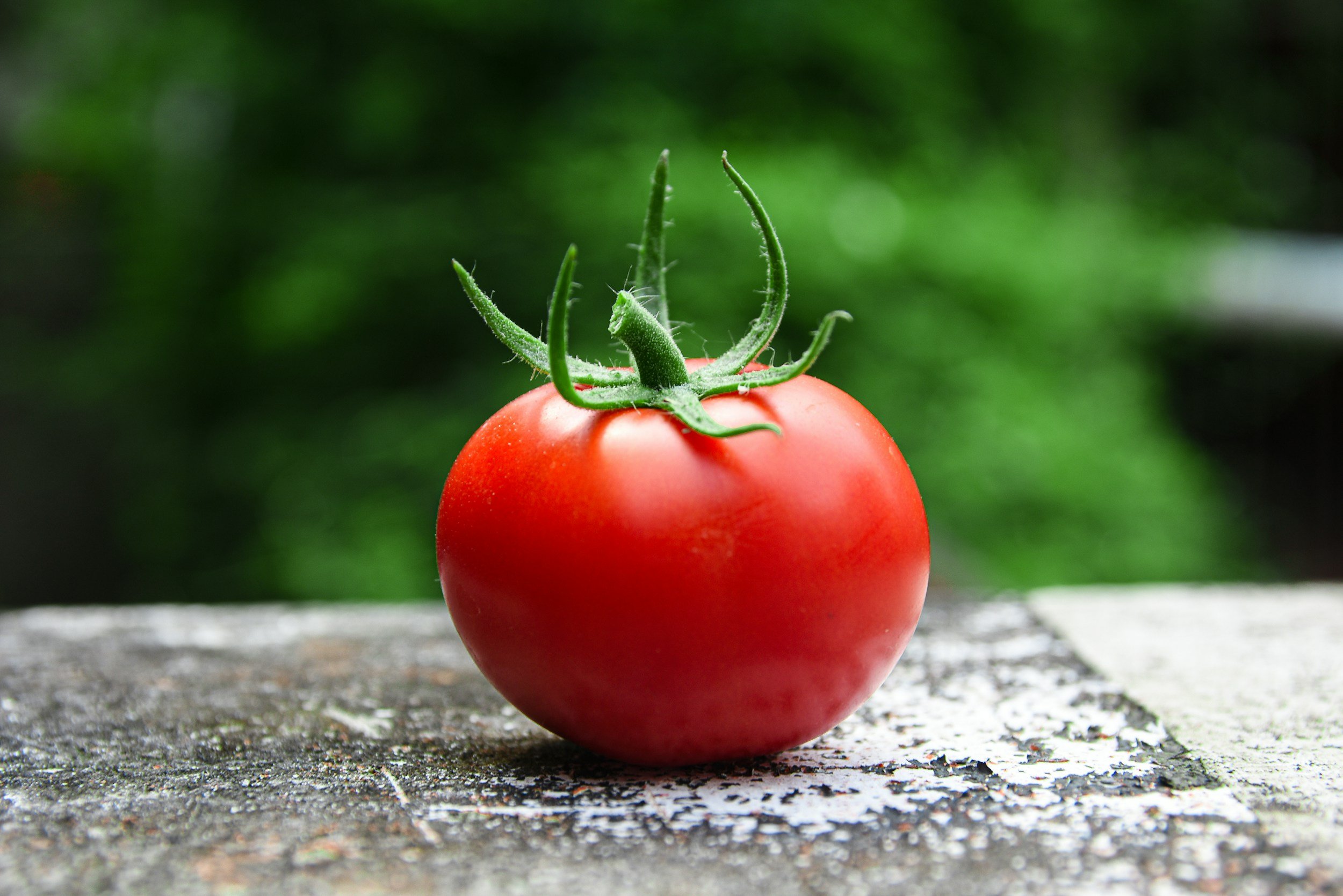Zucchini, Tomato Salad