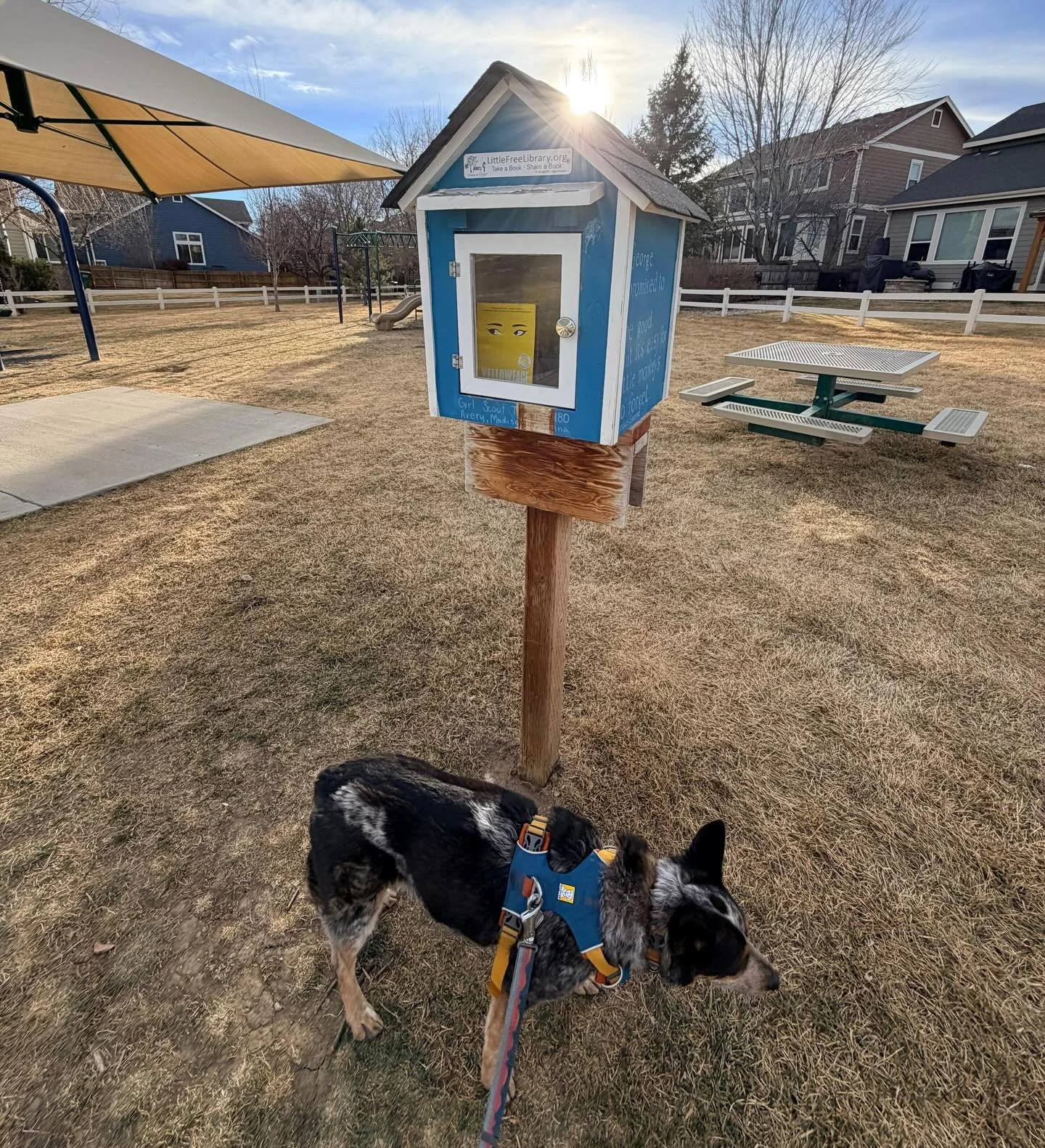 A committee member was casually walking her dog, Bella, yesterday when she spotted a familiar face in Little Free Library #73397! Our committee loves helping our neighbors have access to great books and we regular stock libraries around Fort Collins 