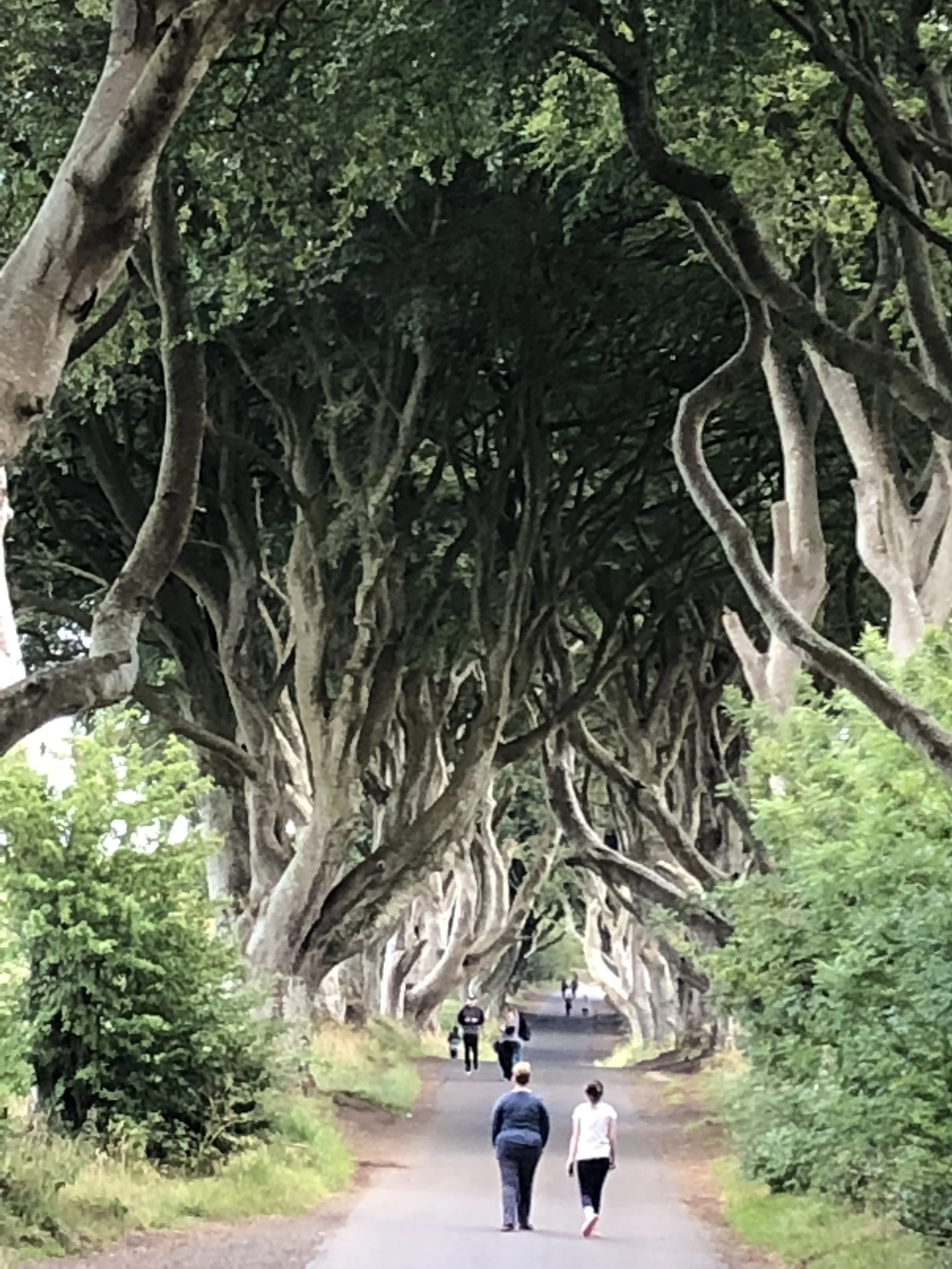 Dark Hedges