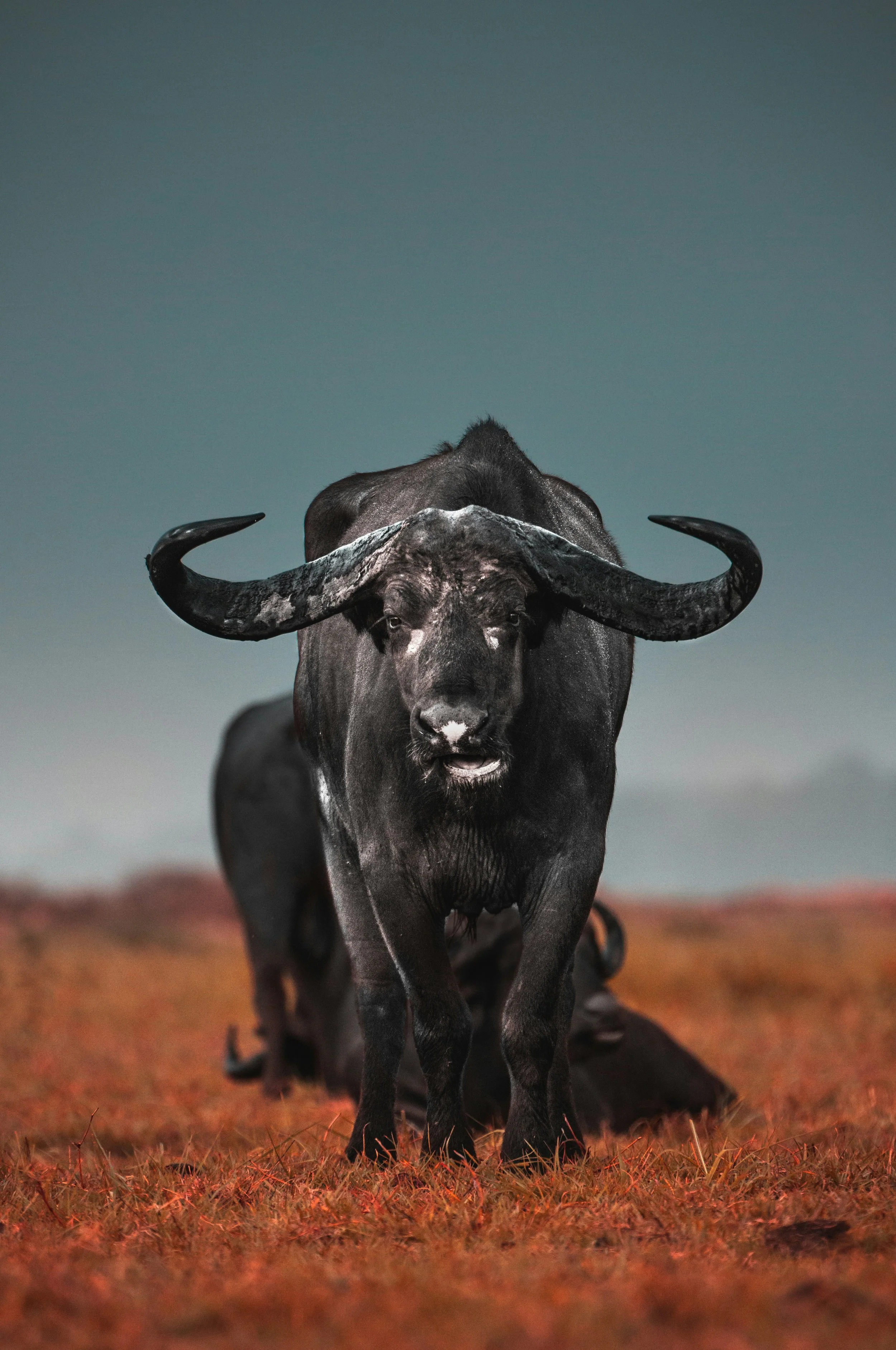 Taurus Through the Lens of Evolutionary Astrology