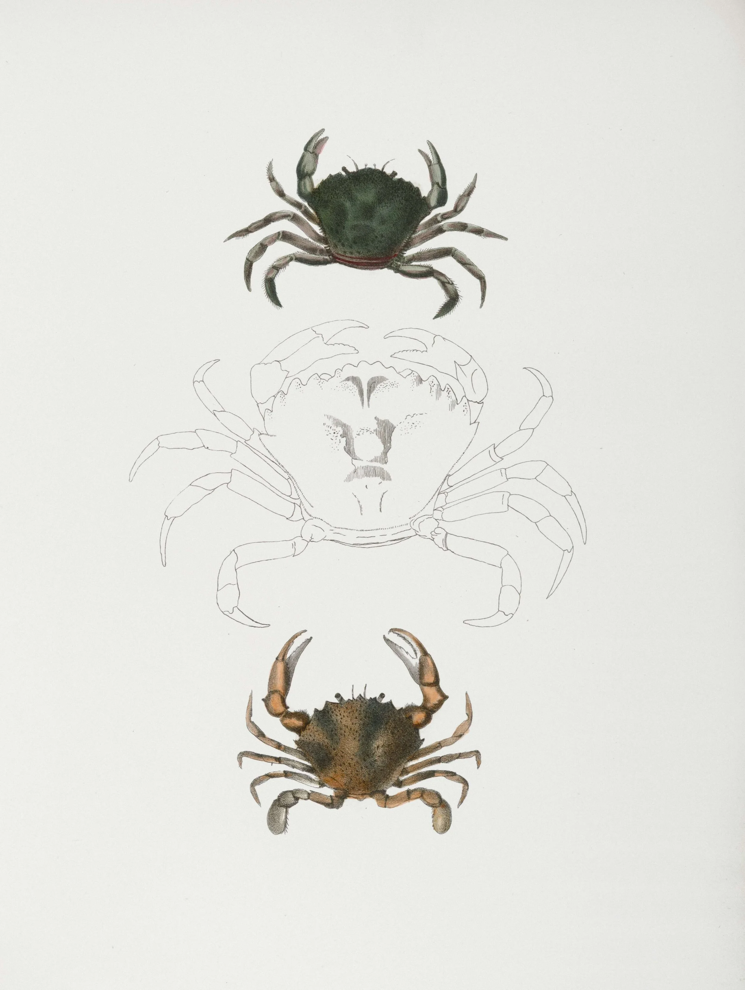 Cancer Through the Lens of Evolutionary Astrology
