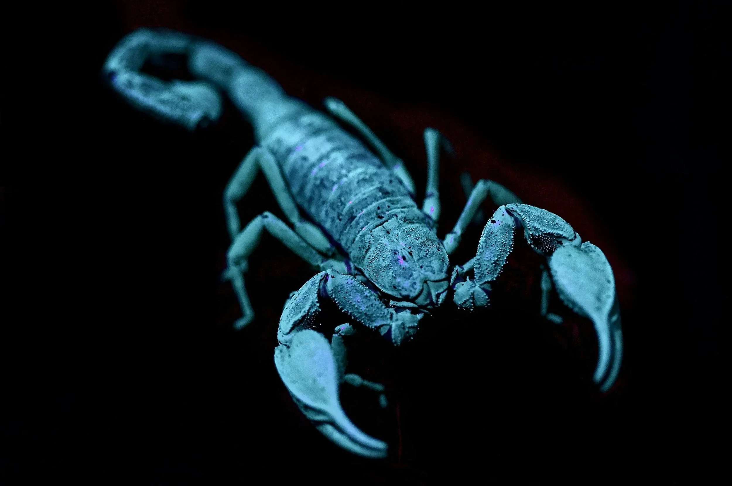 Scorpio Through the Lens of Evolutionary Astrology