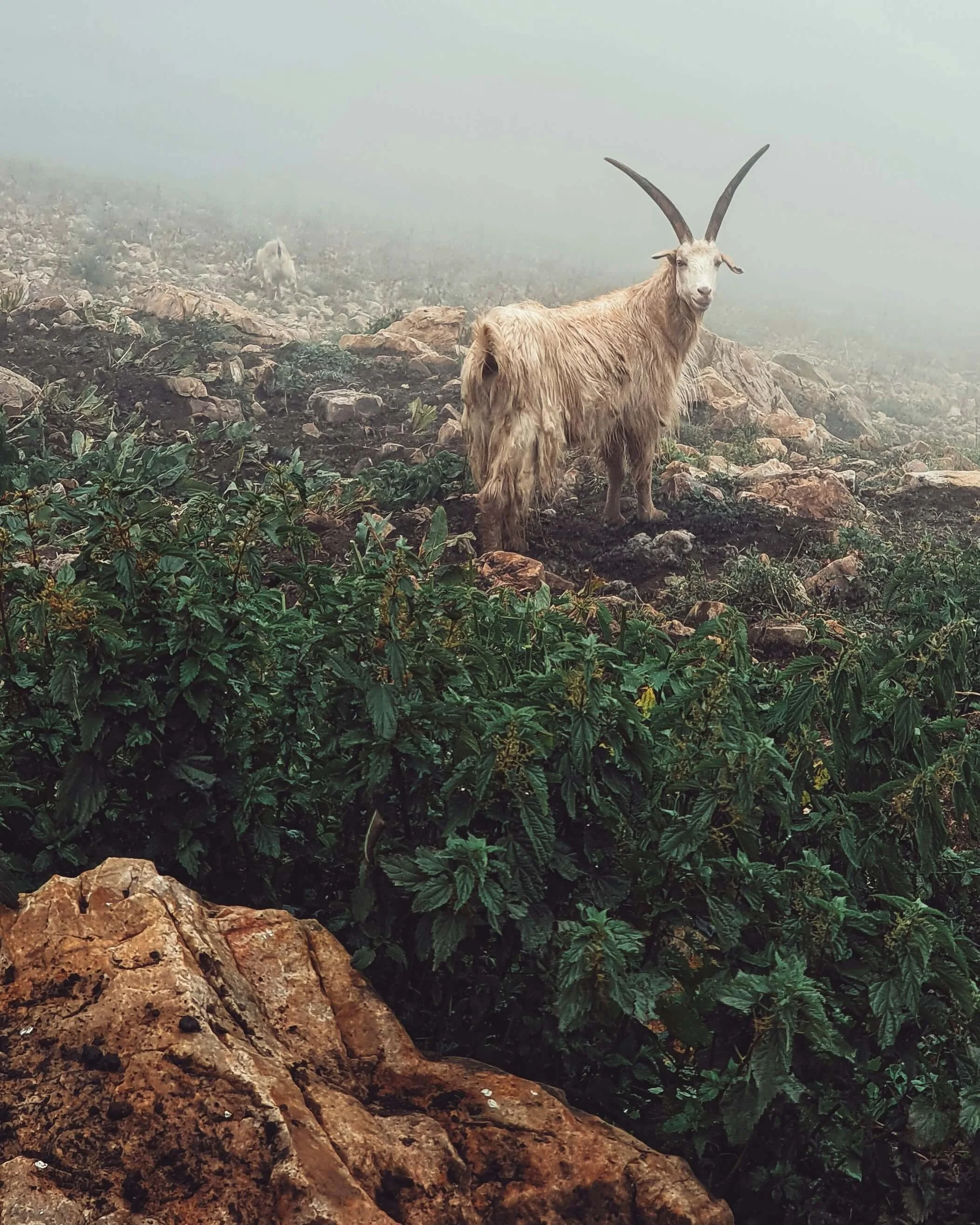 Capricorn Through the Lens of Evolutionary Astrology