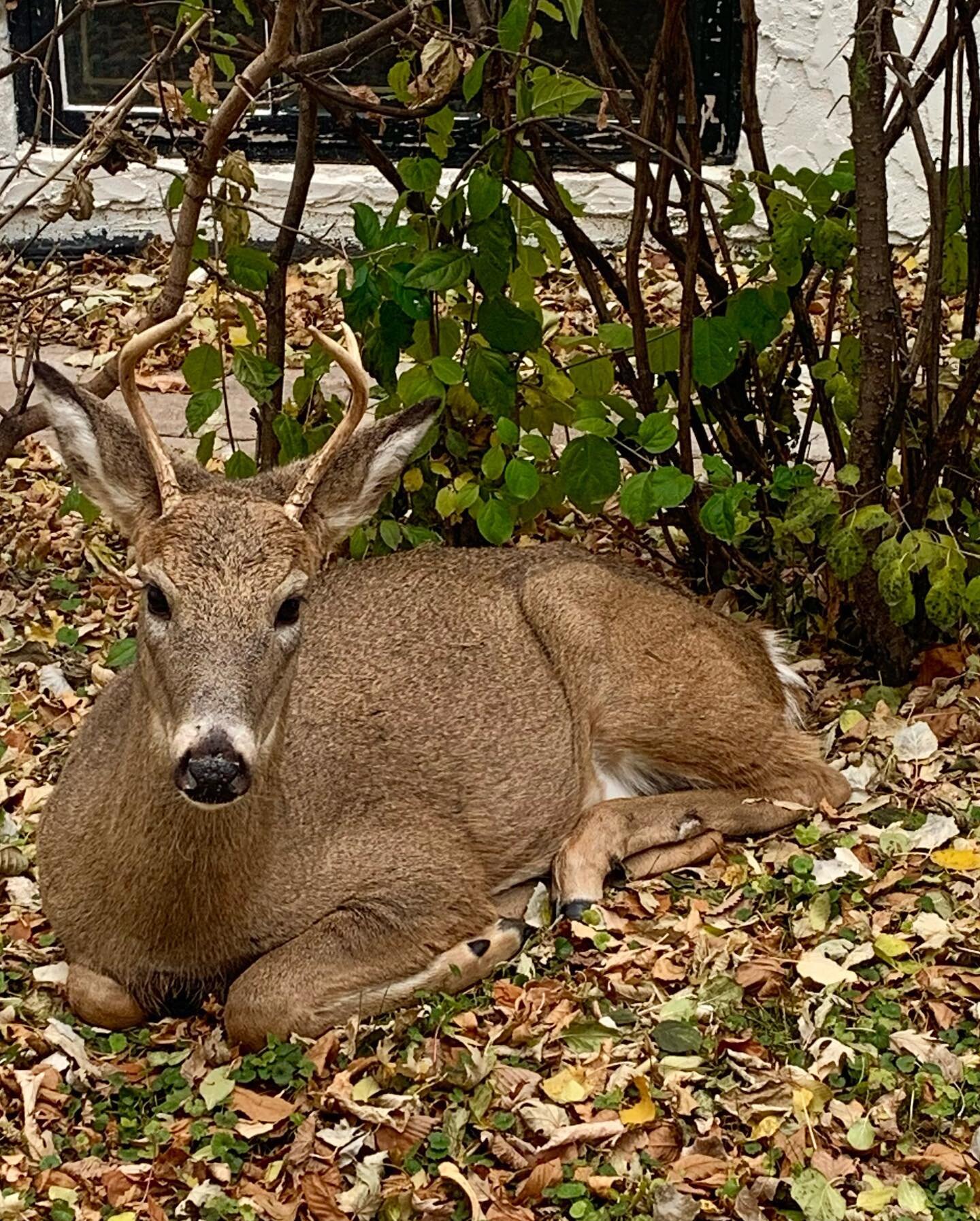 I&rsquo;ve been ruminating on resistance, 
Feeling out forgiveness,
Sliding into surrender, 
Freeing the habit to fix. 

And this guy lays down outside our window this morning and I can&rsquo;t stop crying. 

&ldquo; If deer has gently nudged its way