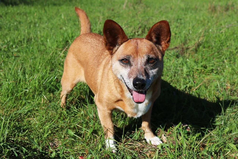 Tips For Using PreEmergent for Crabgrass Control & Weed Control