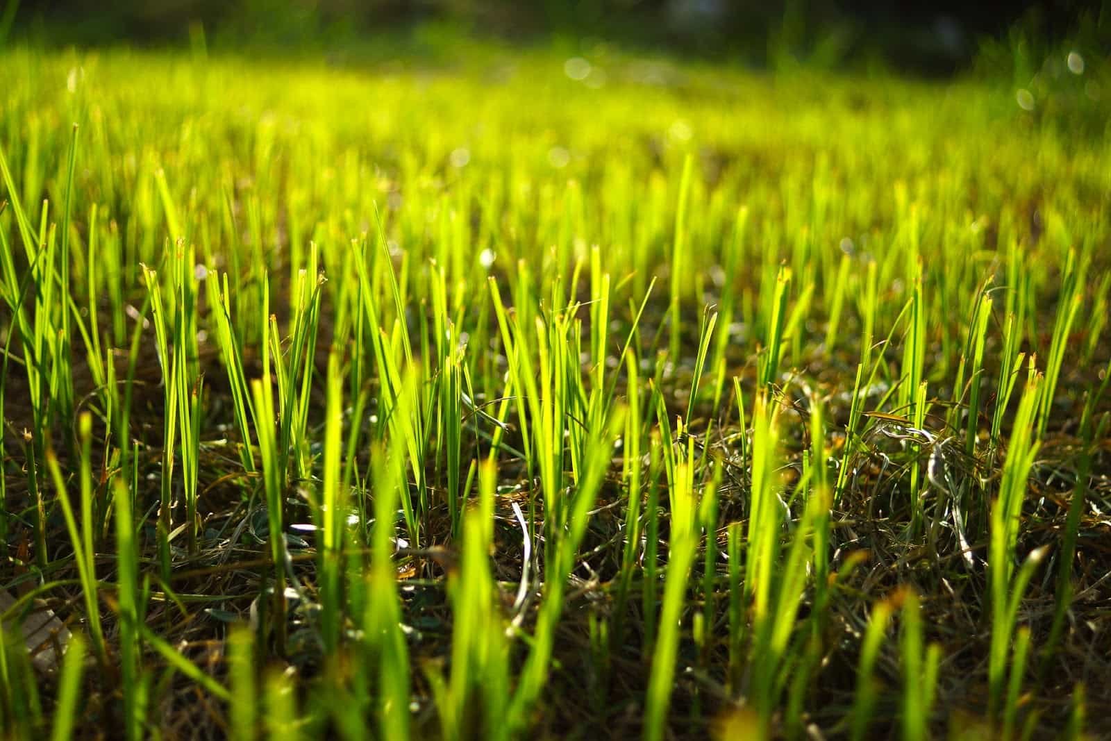 Fall Seeding Tips for Kansas City Homeowners — DreamLawn