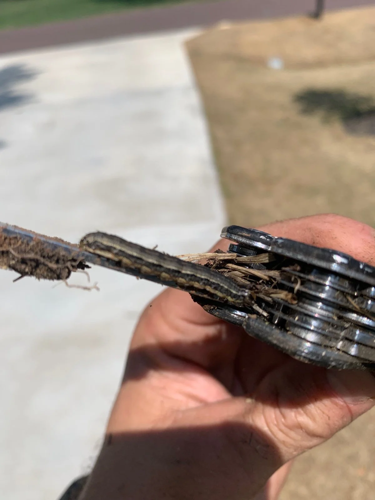 Armyworms Identification, Treatment, and How They Ruin Lawns Almost