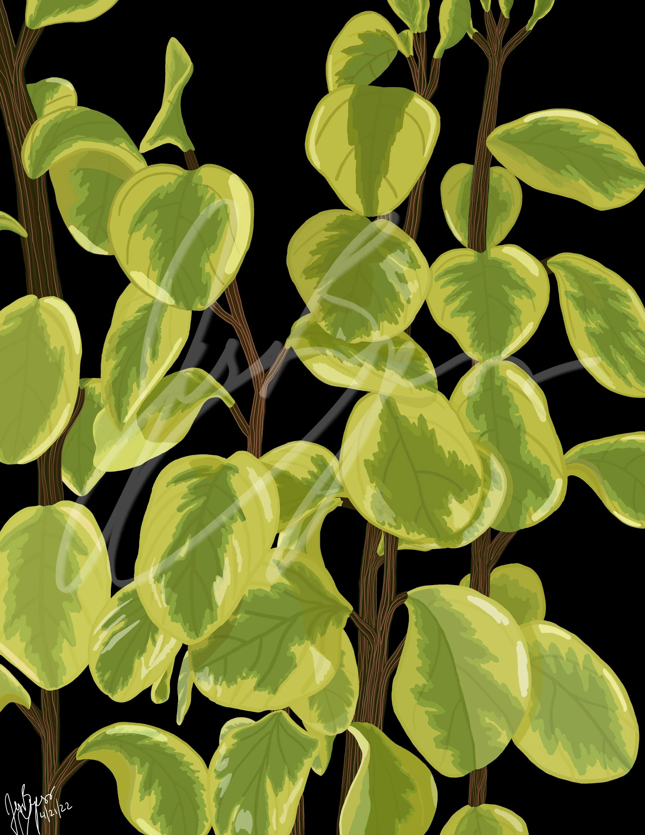 "Rubber Tree"