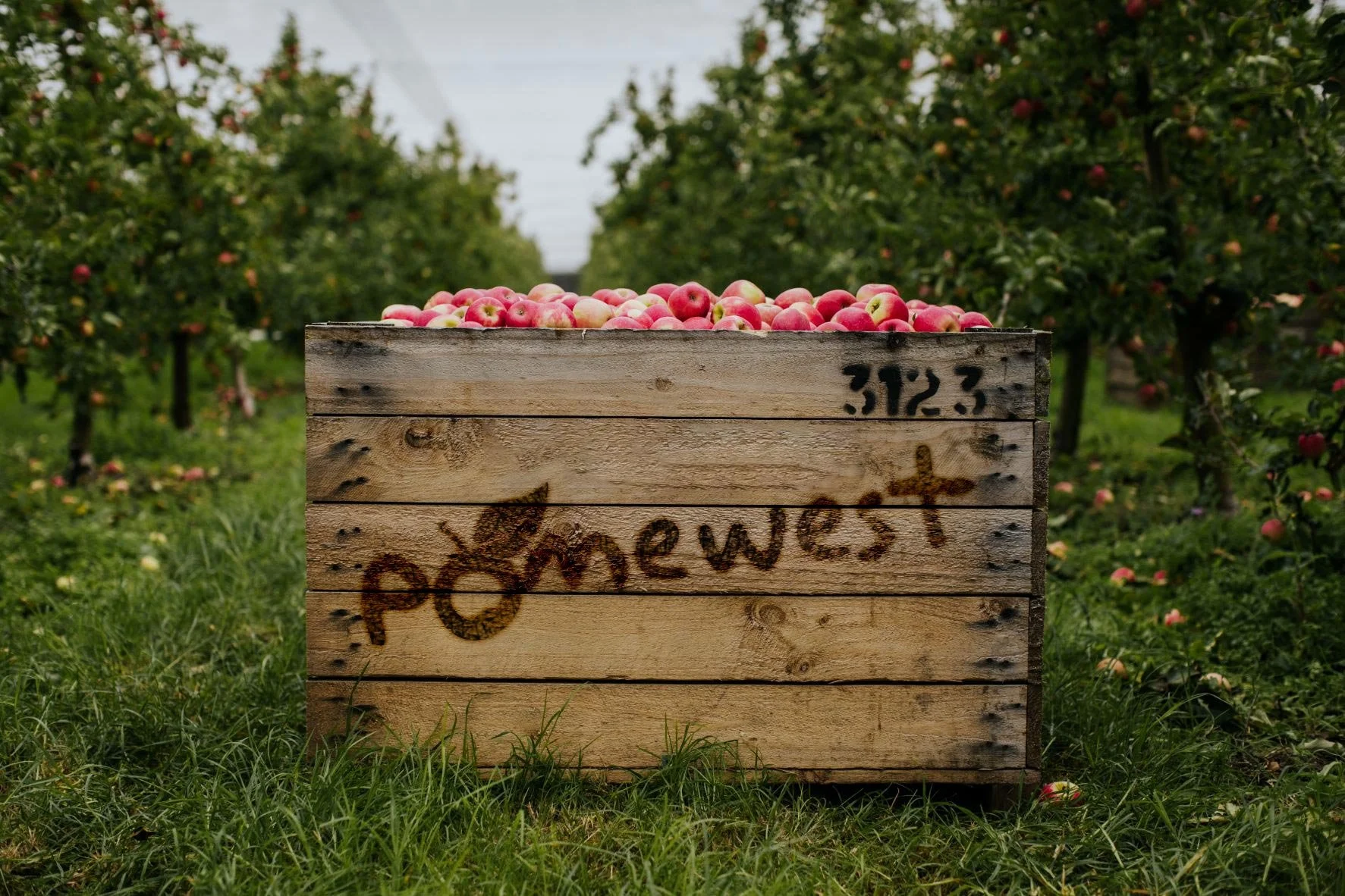 pomewest-crate_VBphoto1726.2mp.jpg