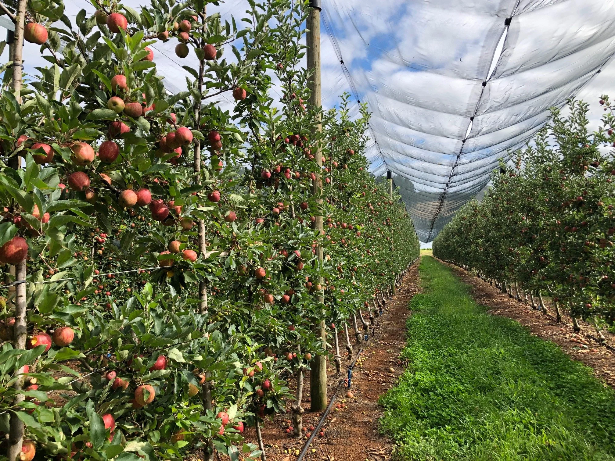 New Round of Netting Grants for WA Horticulture 