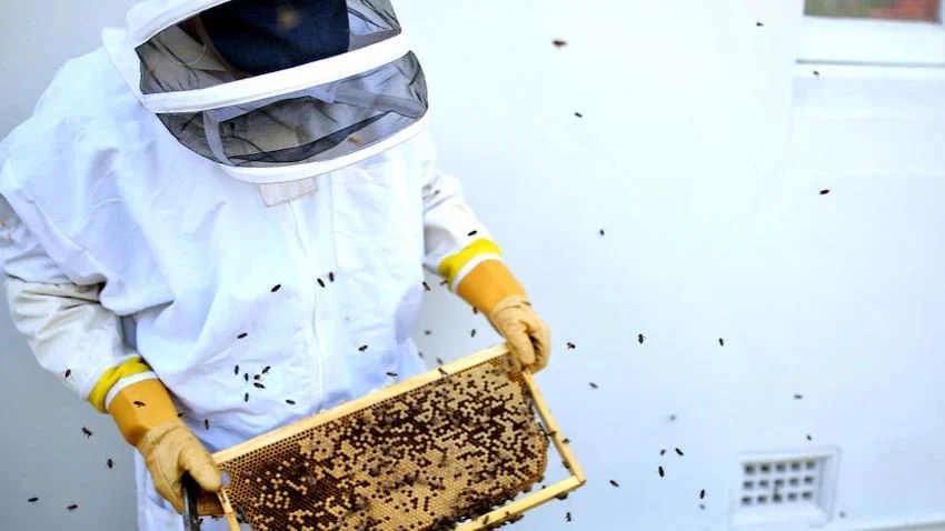 Biosecurity update Varroa mite incursion