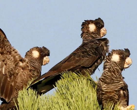 Pest Parrot and Cockatoo Workshops 6 September 2022 in Bunbury