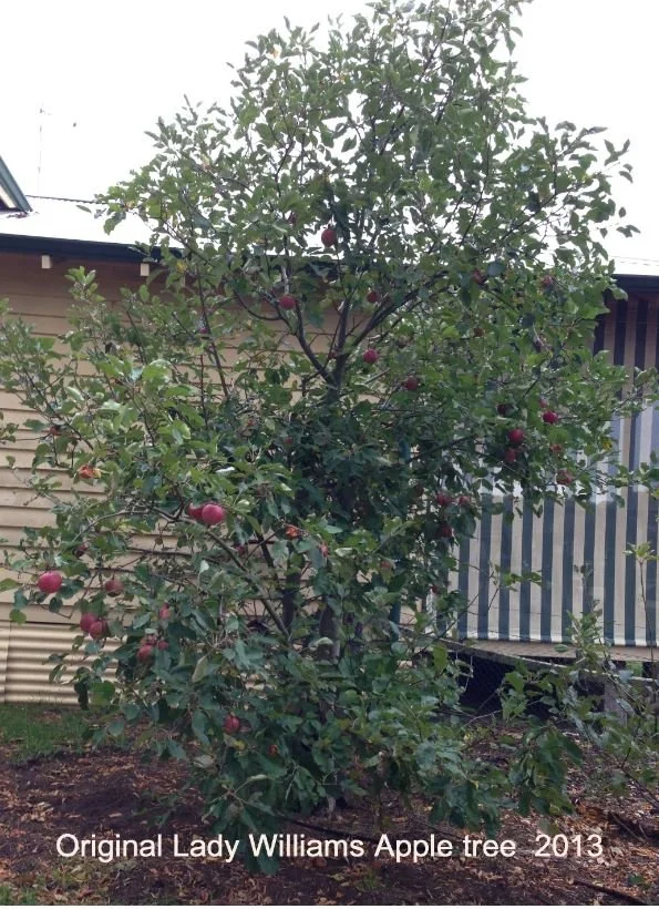 She'll be apples Podcast - a unique and historic West Australian story