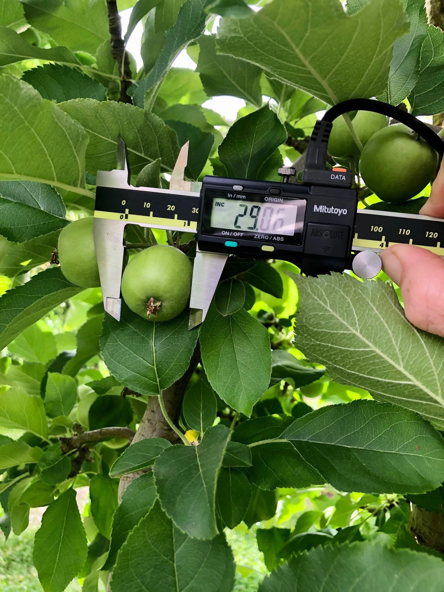 National Apple and Pear Crop Estimates for the 2023 Season