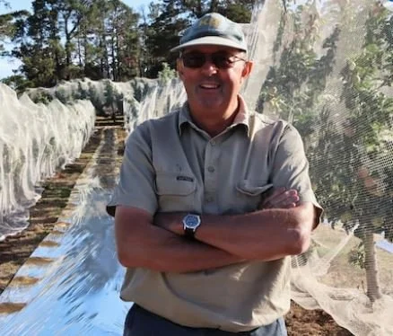 Apple farmers use sunscreen and reflectors to enhance Pink Lady crops