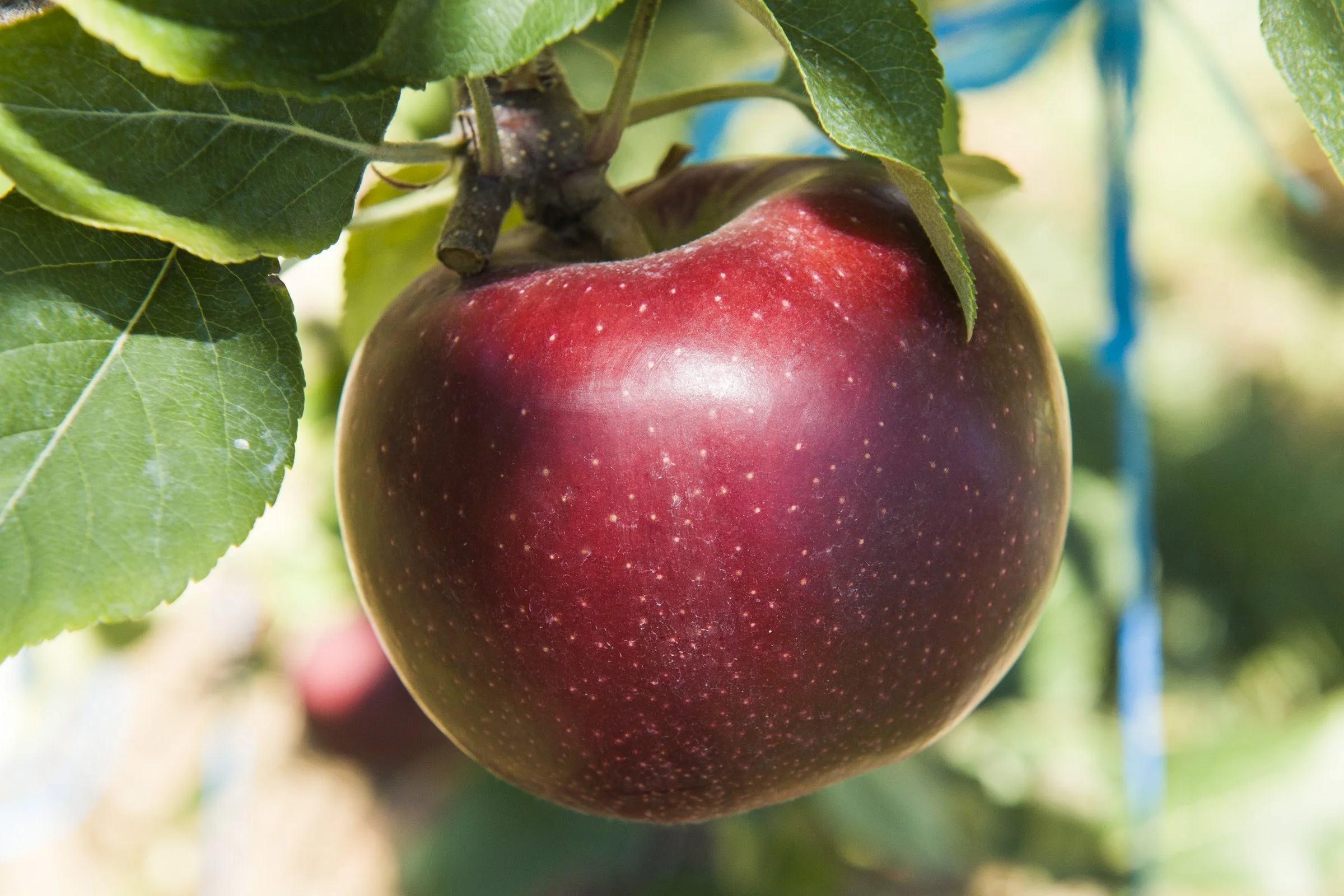 Bravo Apples compared to Louis Vuitton, the premium apple variety born and bred in WA