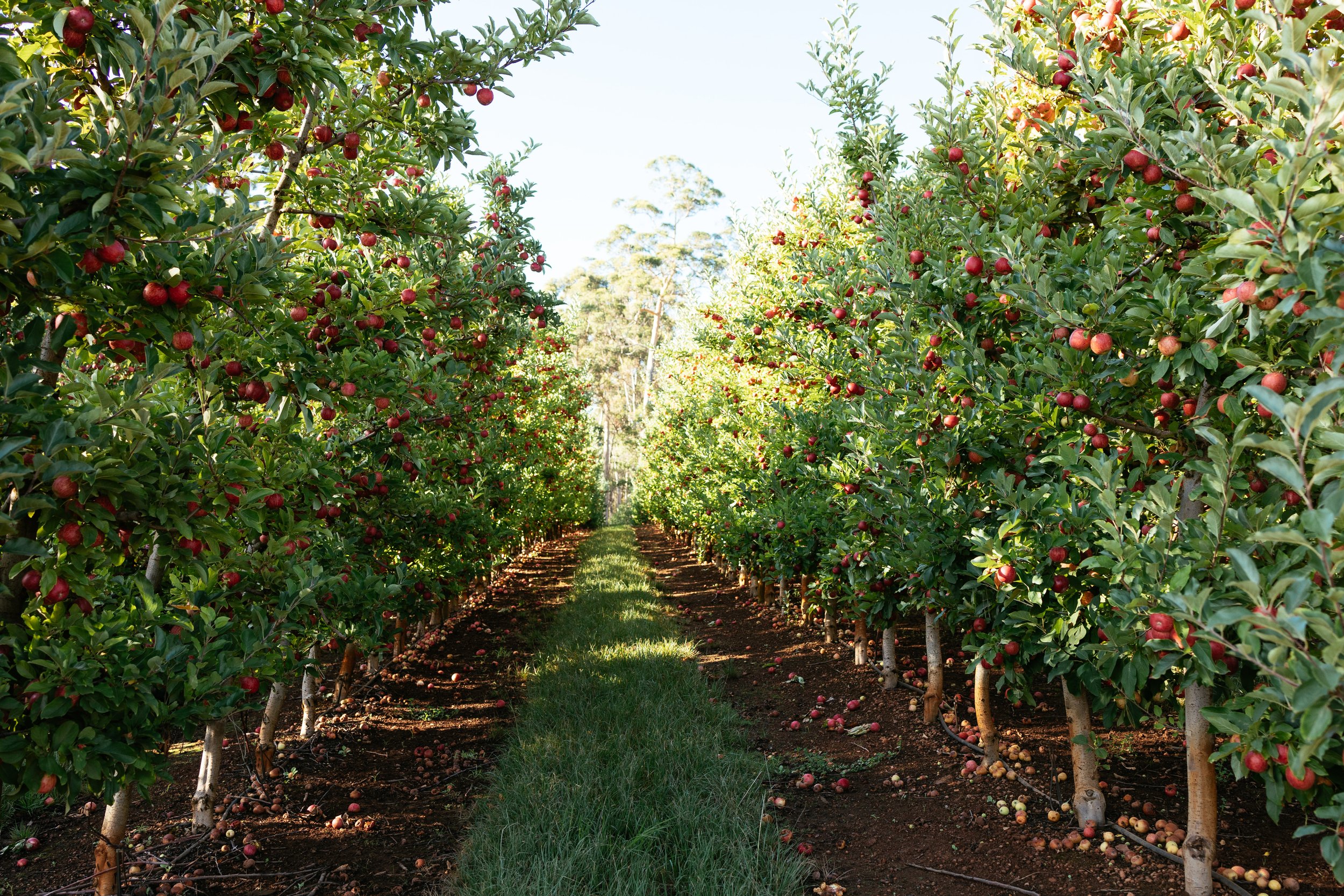 Developing a WA Apple Heritage and Produce Trail