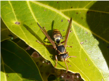 Do you suspect a neighbouring property has a pest problem?