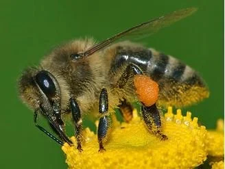 Pollination:  Report on Australian pollination service statistics