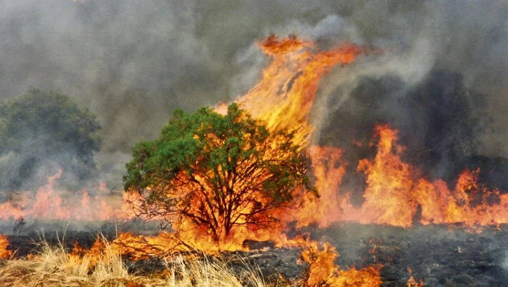 Fresh Produce safety management in Bush Fire Zones