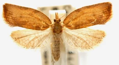Can you assist the PIPS 4 Baseline Monitoring for Light Brown Apple Moth?