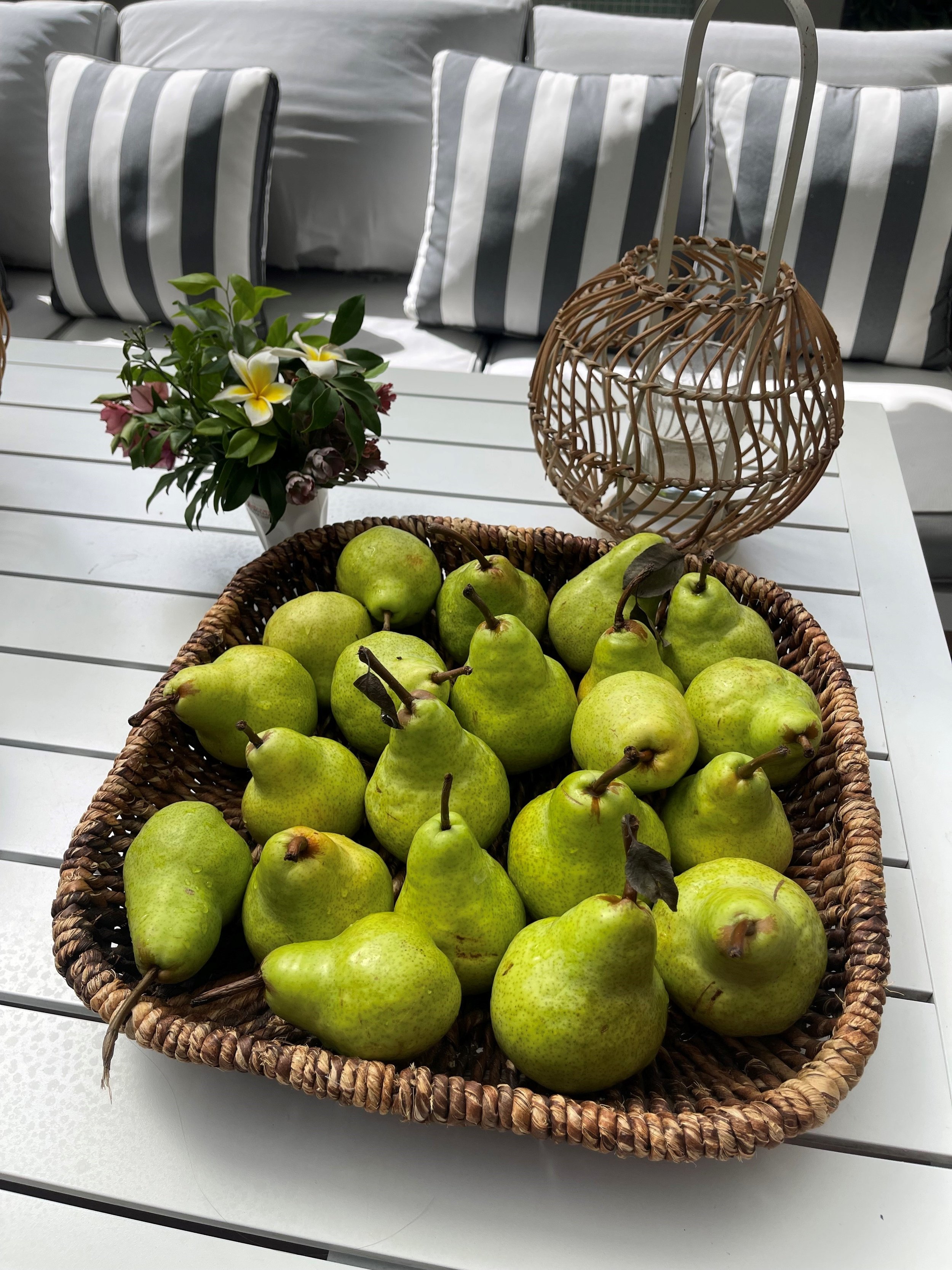 Pears in table.jpg